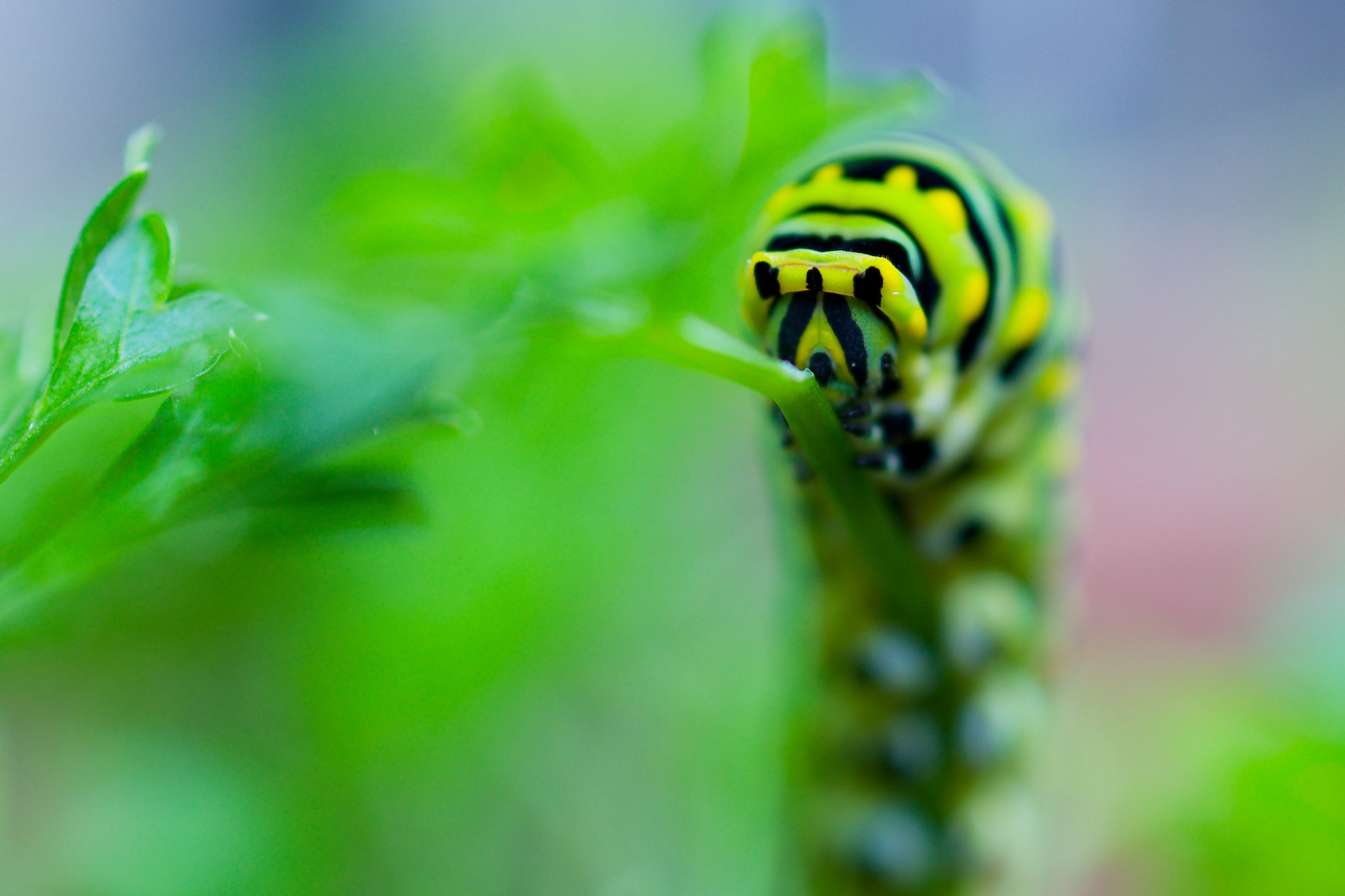 Parsley Caterpillar front.jpg