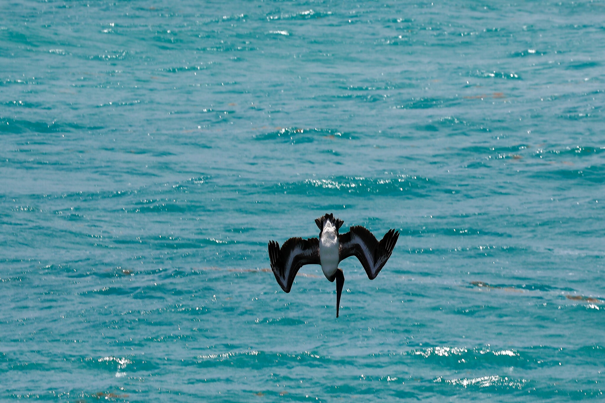 Pelican Diving-5703.jpg