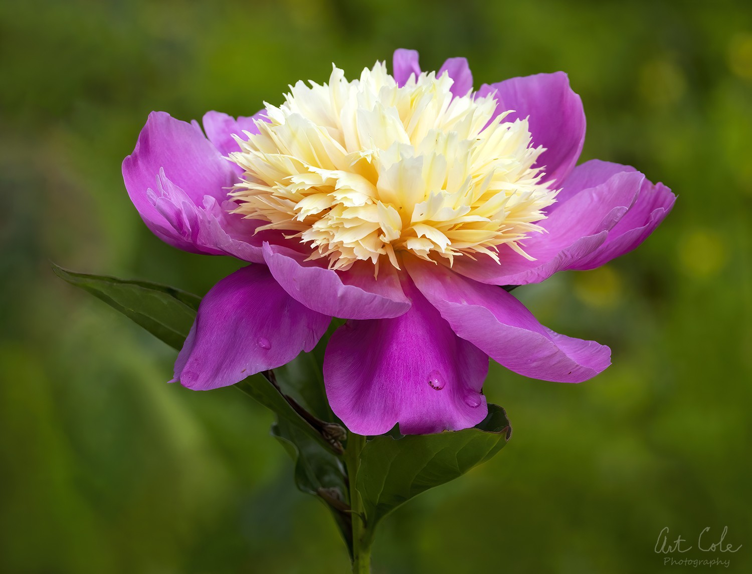 peonyripponLandingreal2.SMALL.jpg