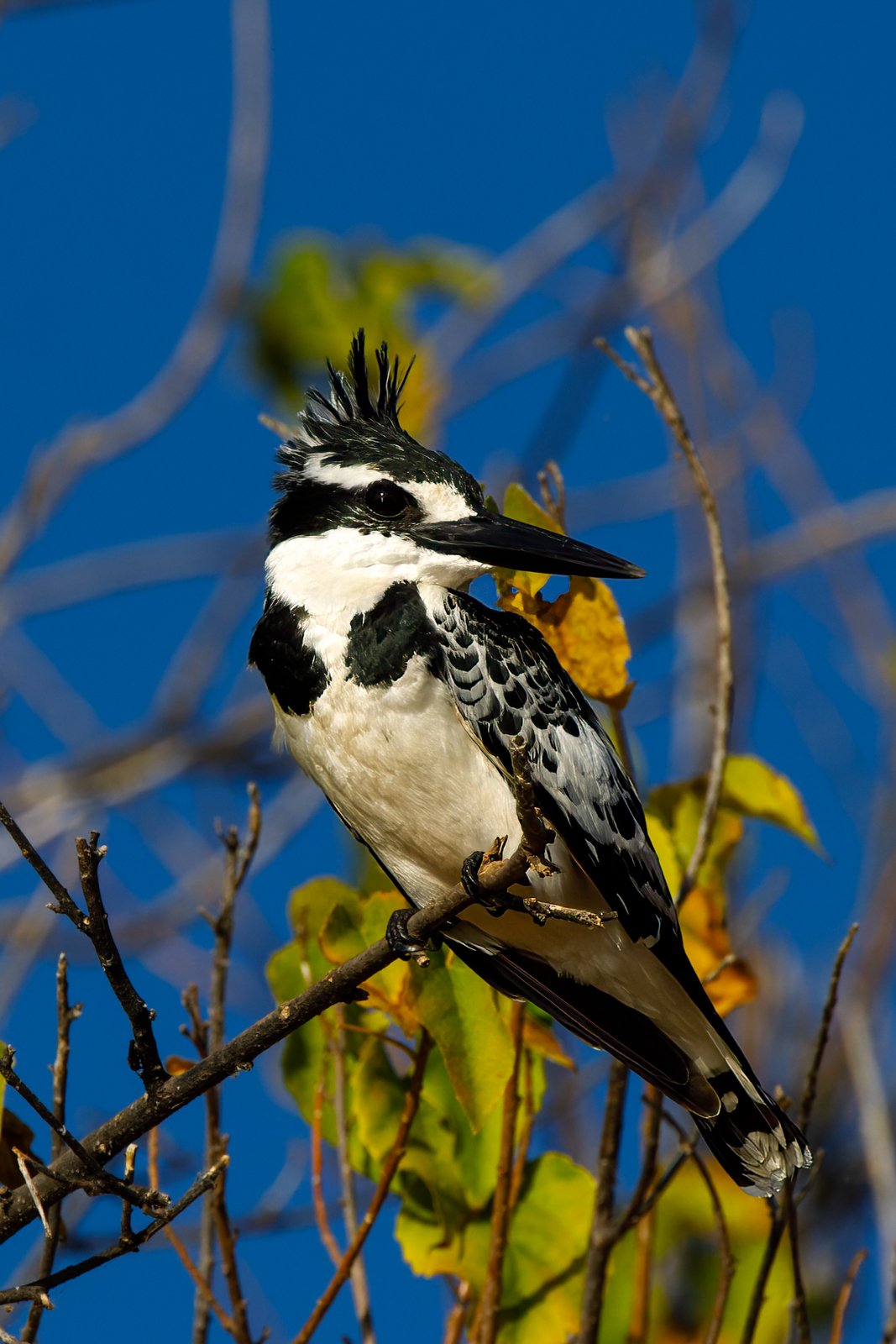 Pied Kingfisher 3.jpg