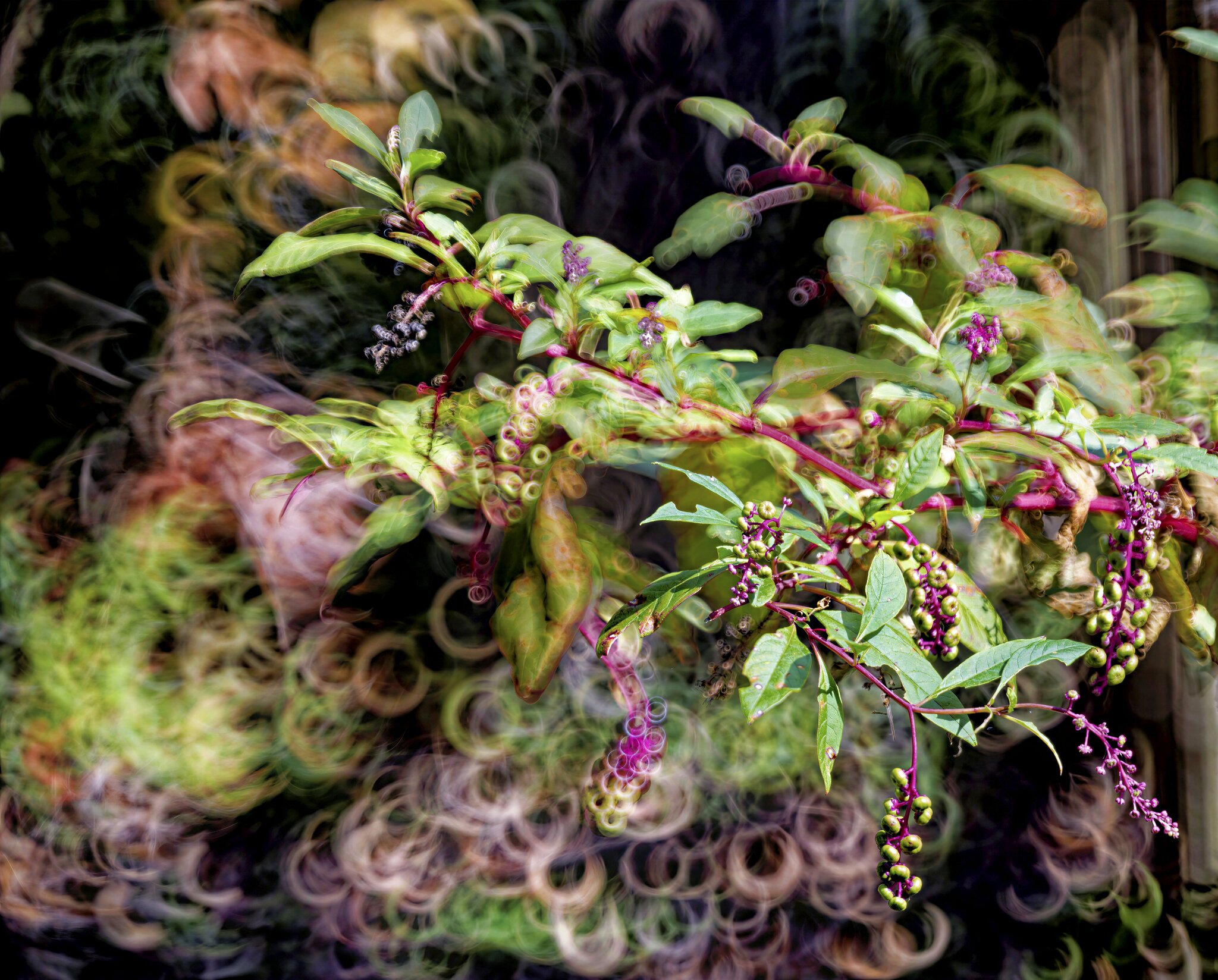 Pokeweed BBokeh.jpg