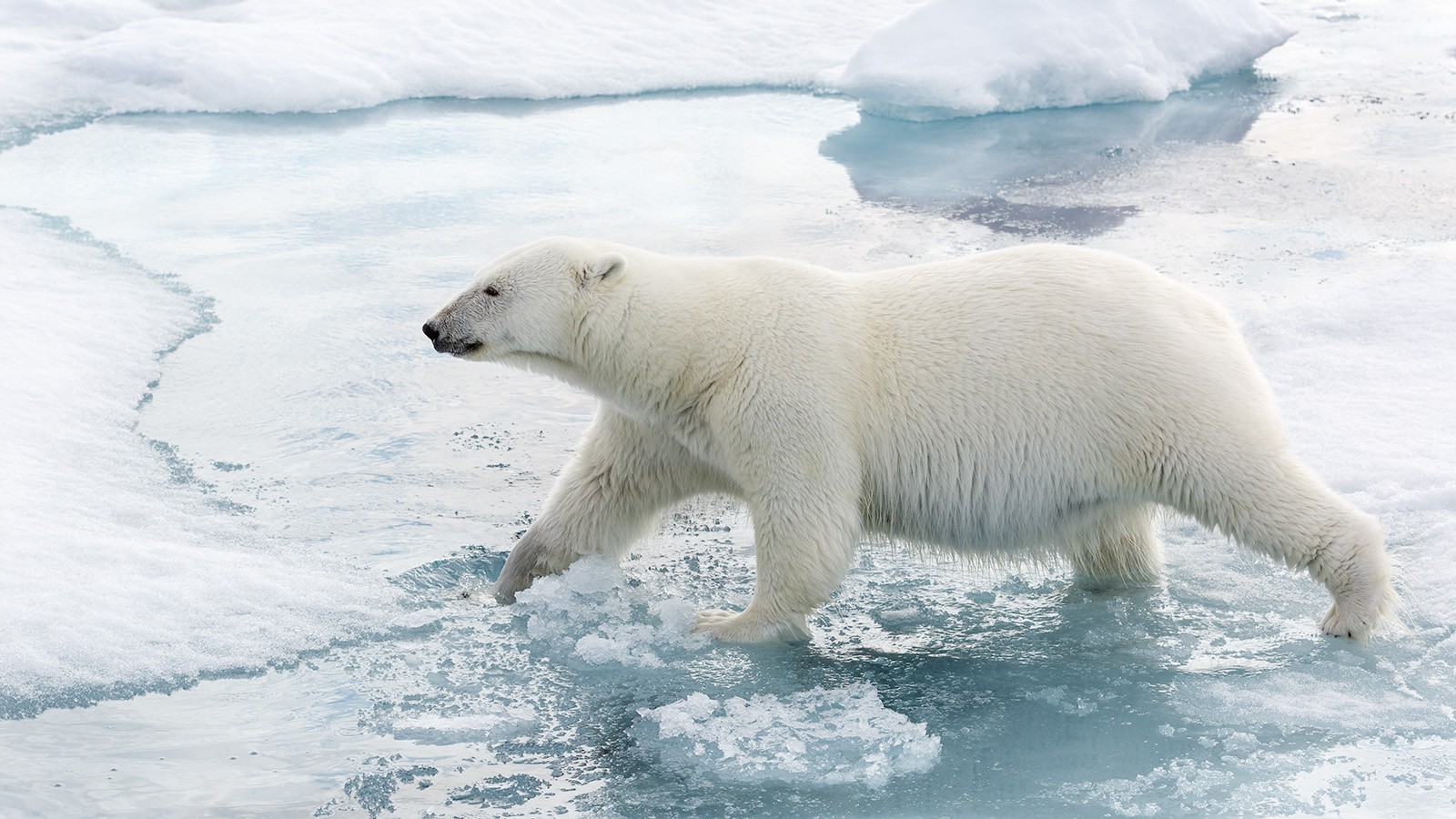 Polar Bear Svalbard.jpg