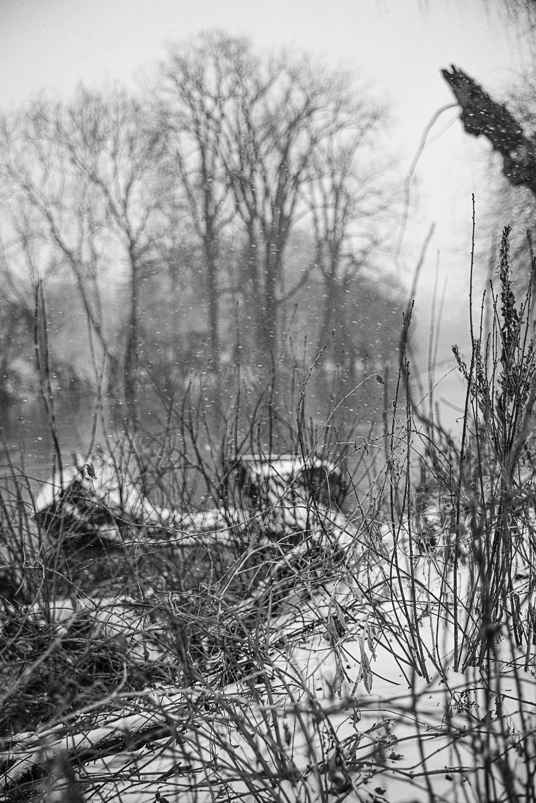 portrait fog snow trees (1 of 1).jpg