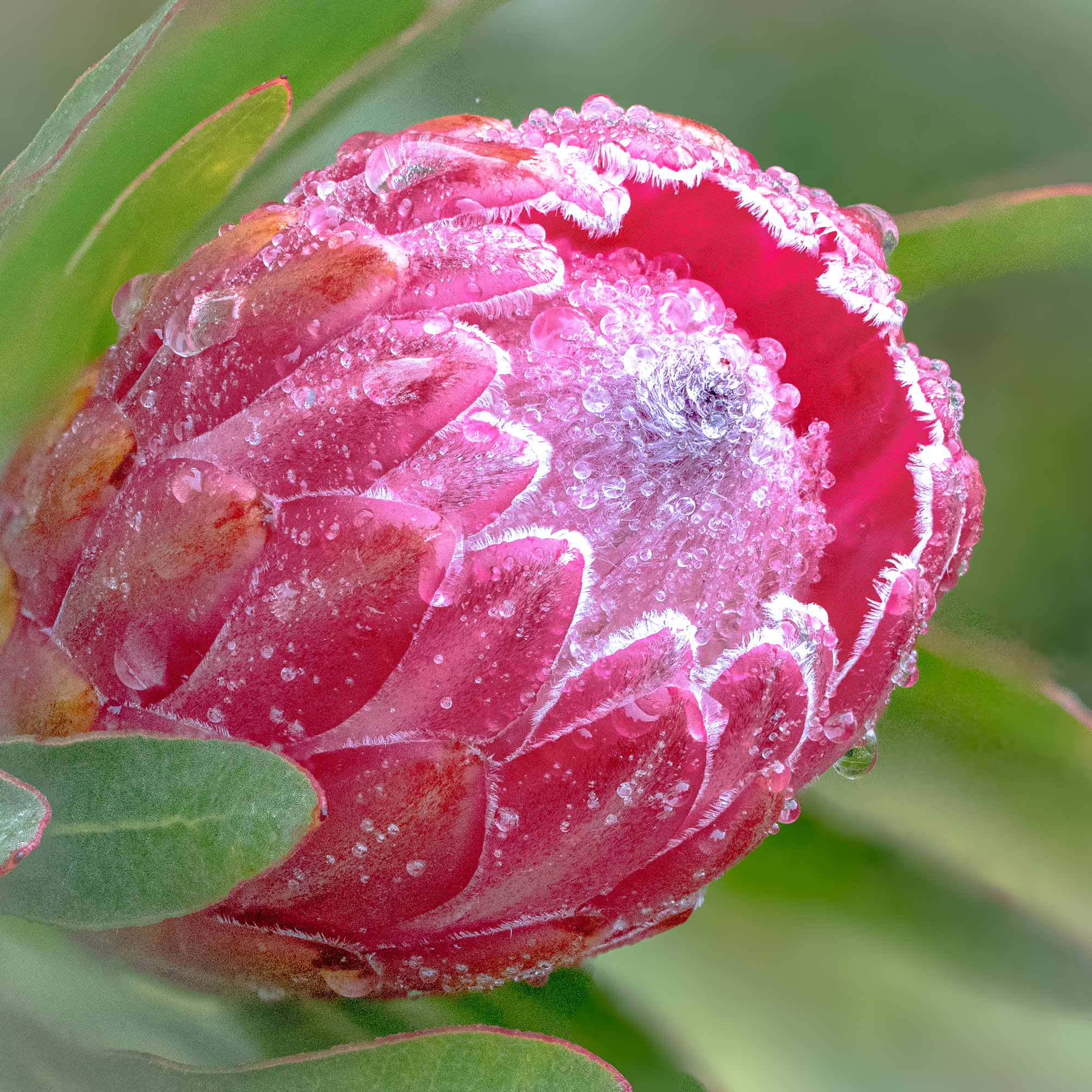 Protea Pink Ice