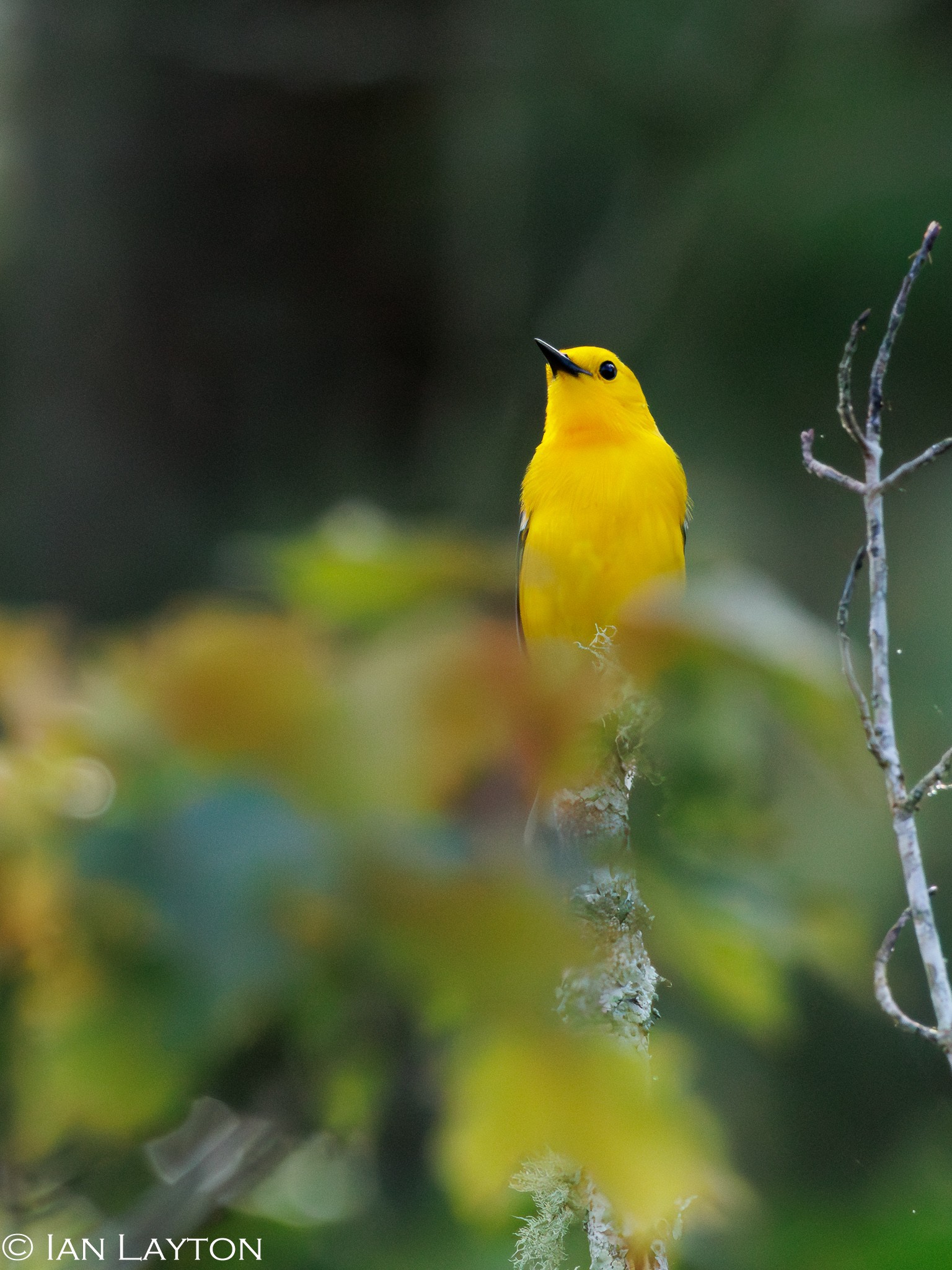 Prothonotary Warbler - James Webb WMA-_R7_2232-Enhanced-NR.jpg