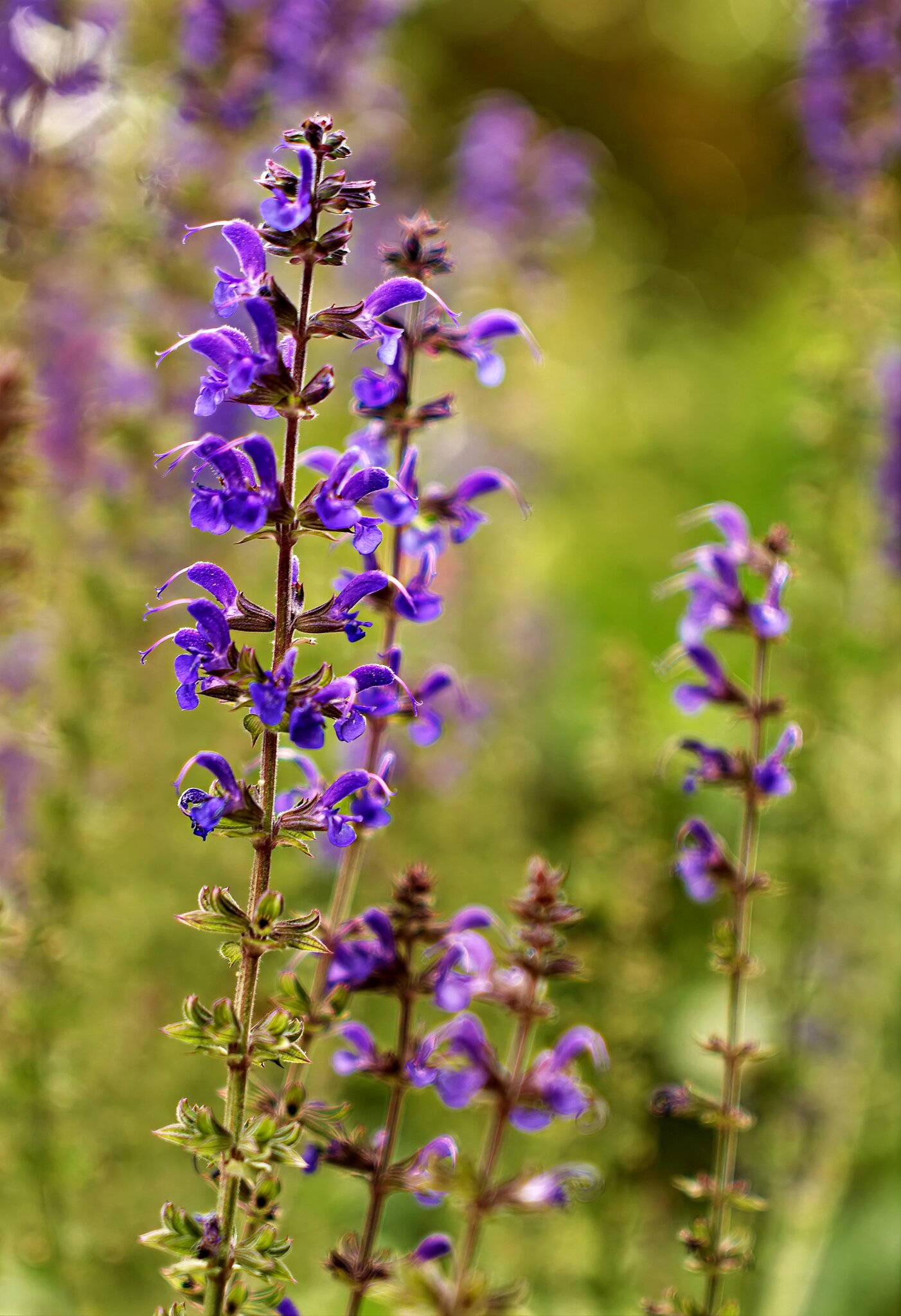 Purple.jpg