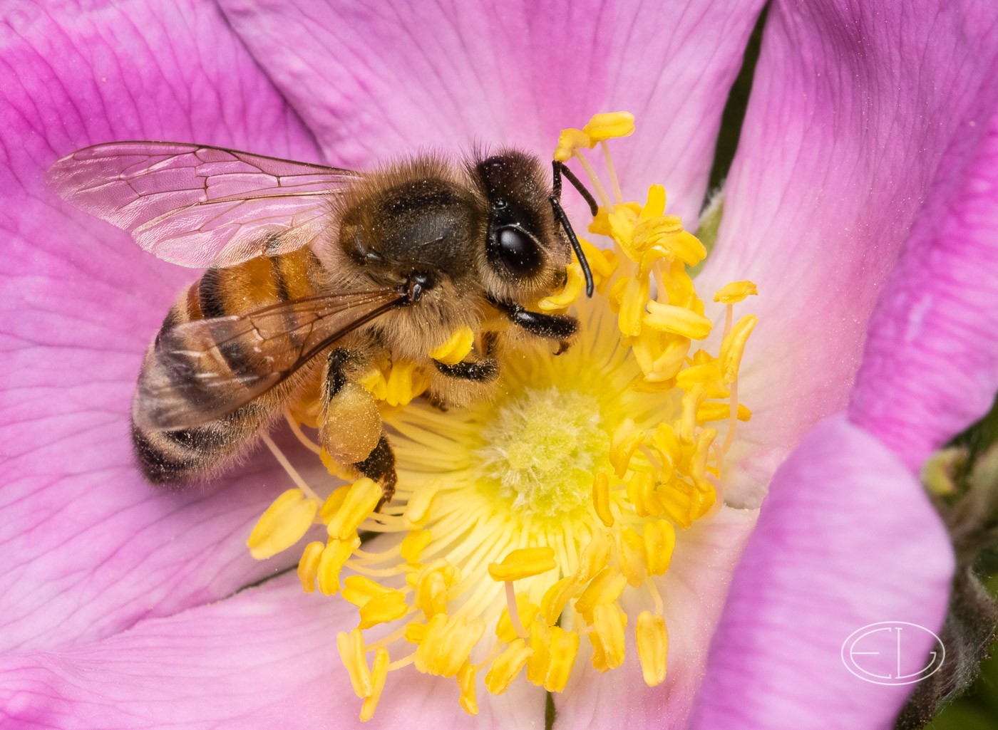 R5_A5113 Honeybee.jpg