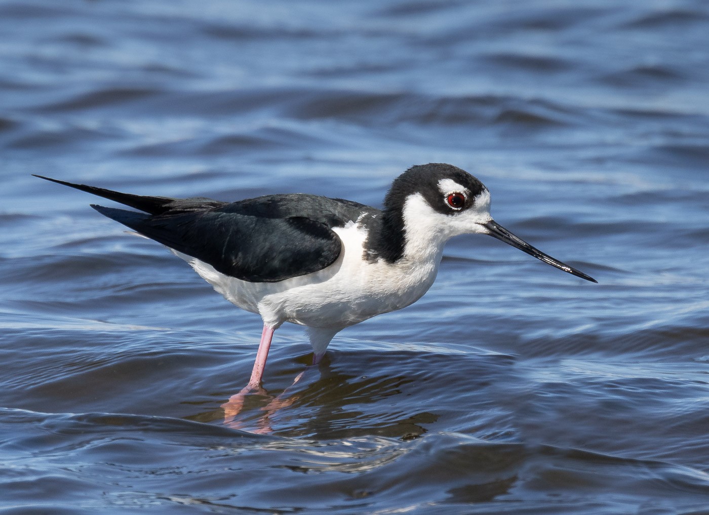 R5_A5390 Black-necked Stilt - FCC.jpg