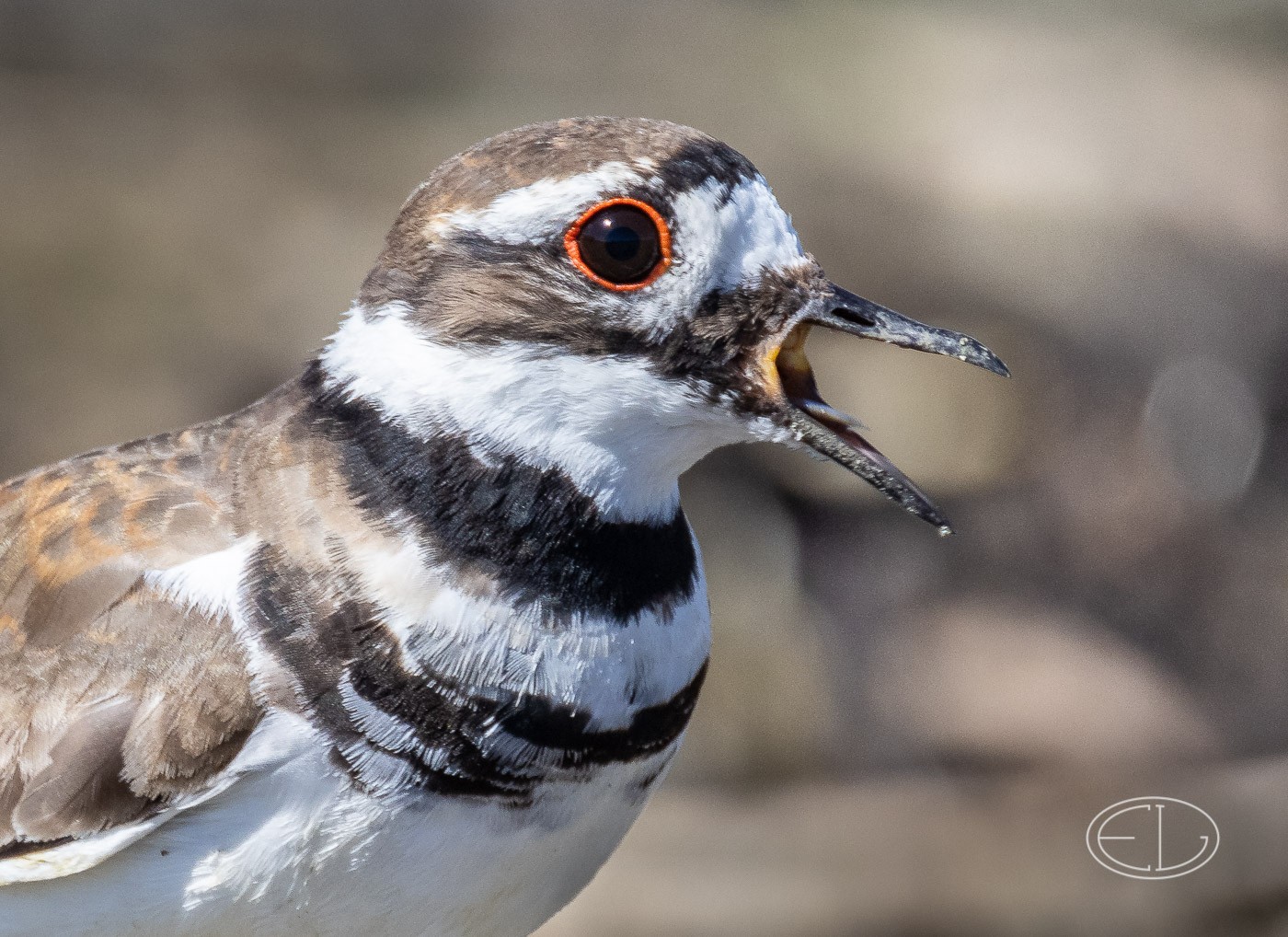 R5_A5411 Killdeer.jpg