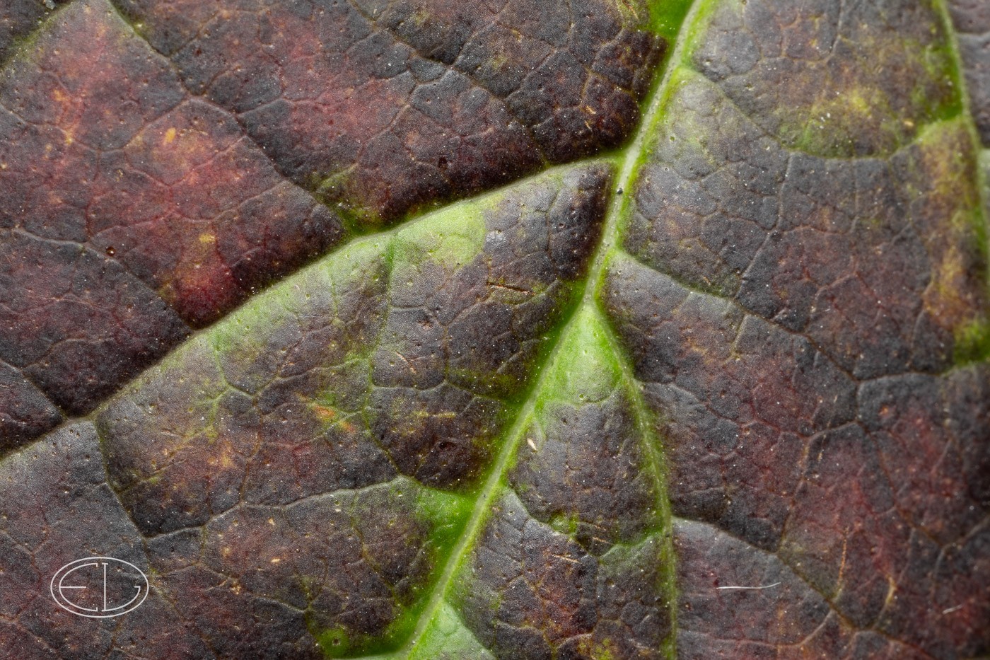 R7_B8707 Leaf.jpg