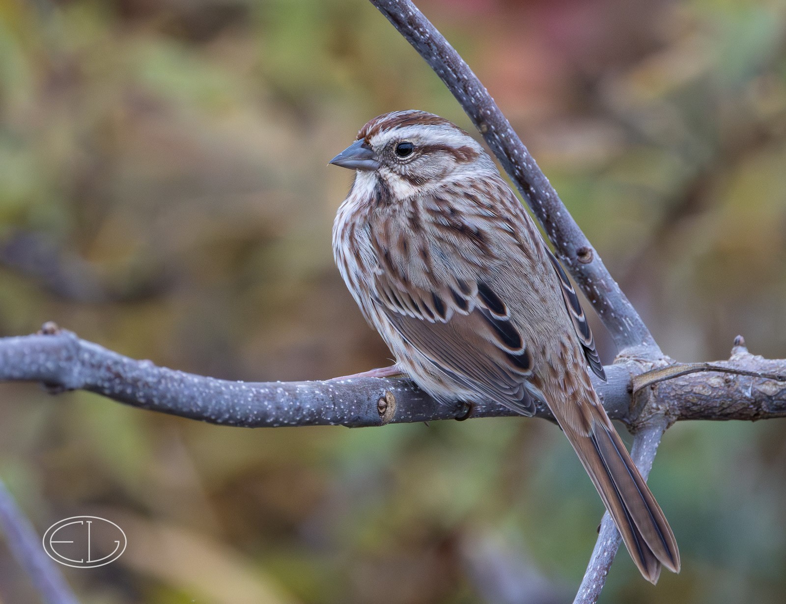 R7_B9729 Savannah Sparrow-Enhanced-NR.jpg