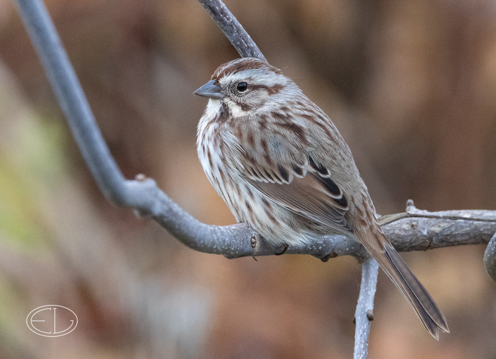 R7_B9745 Song Sparrow.jpg