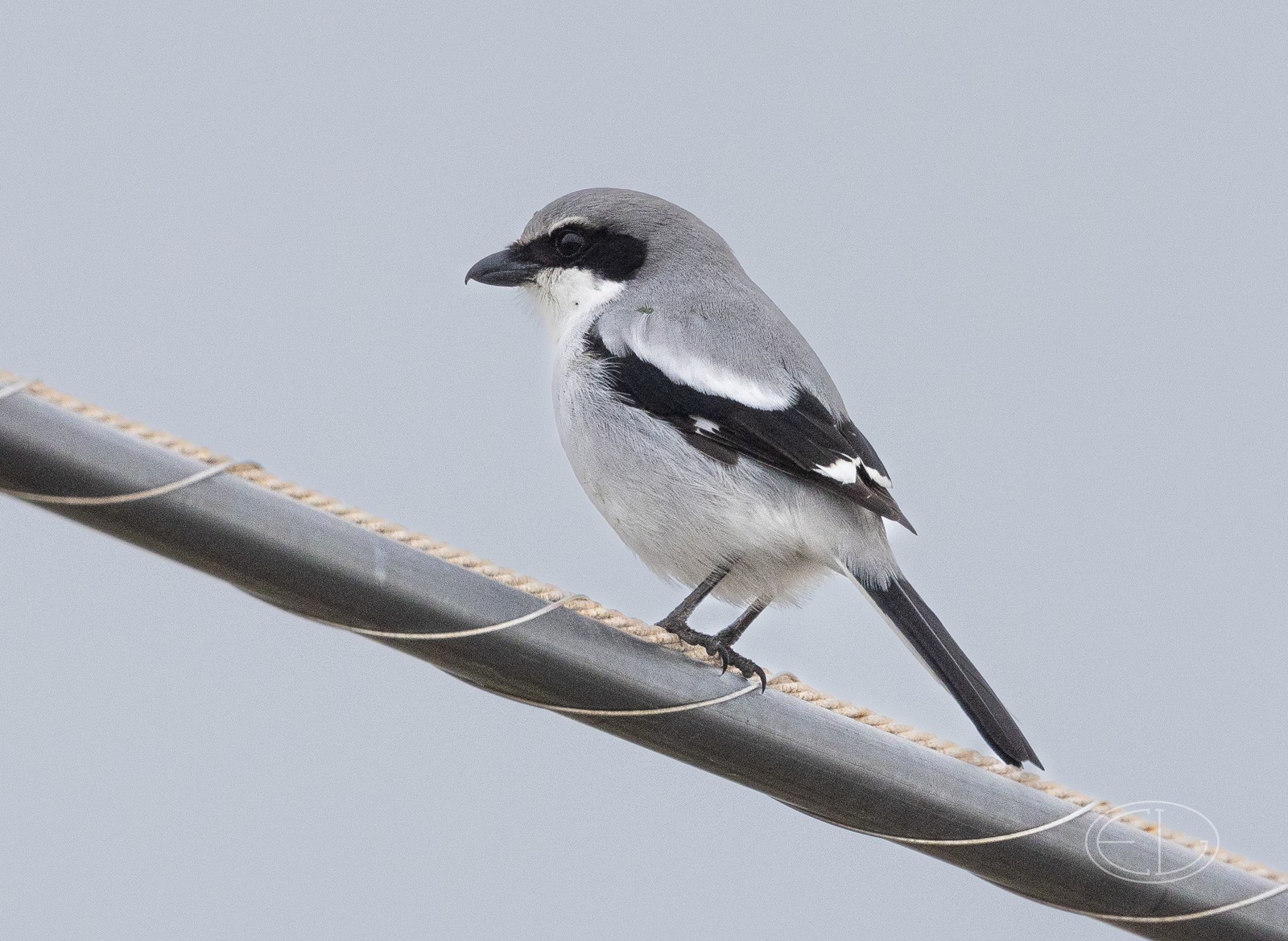 R7_C1605 Loggerhead Shrike.jpg