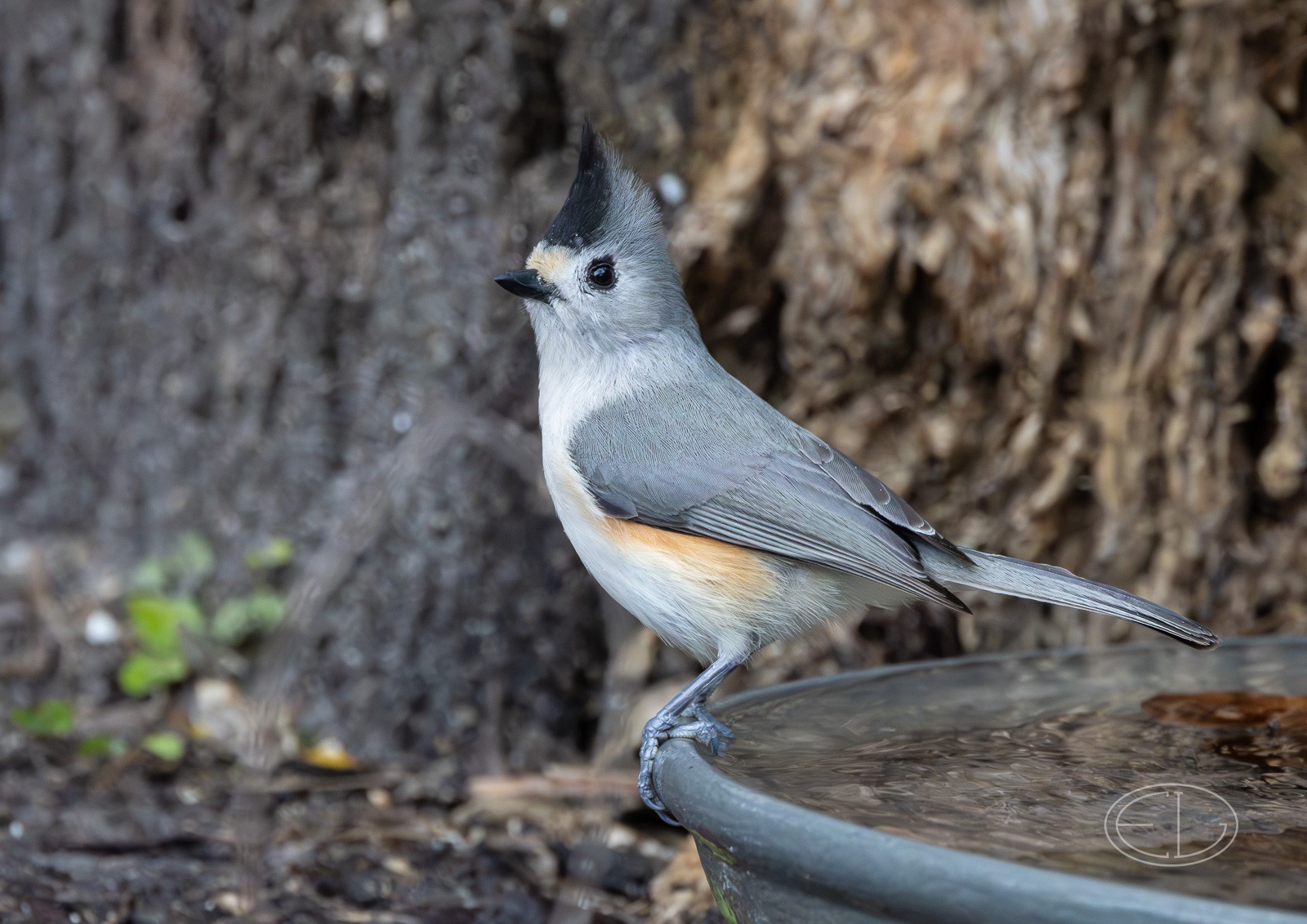 R7_C2074 Black-crested Titmouse-Enhanced-NR.jpg