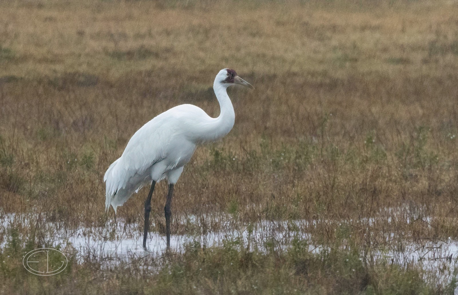 R7_C2834 Whooping Crane-Edit.jpg