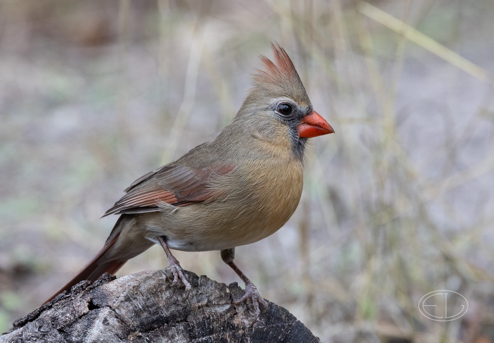 R7_C3786 Cardinal.jpg