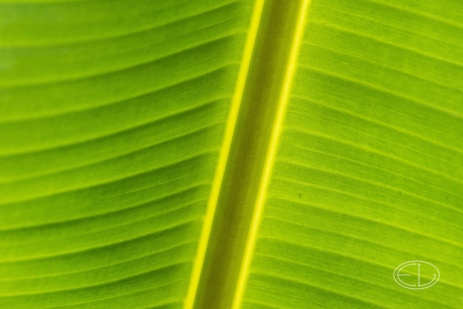 R7_C4337 Banana leaf.jpg