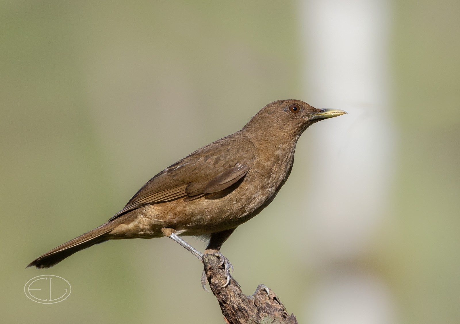 R7_C4842 Clay-colored Thrush.jpg