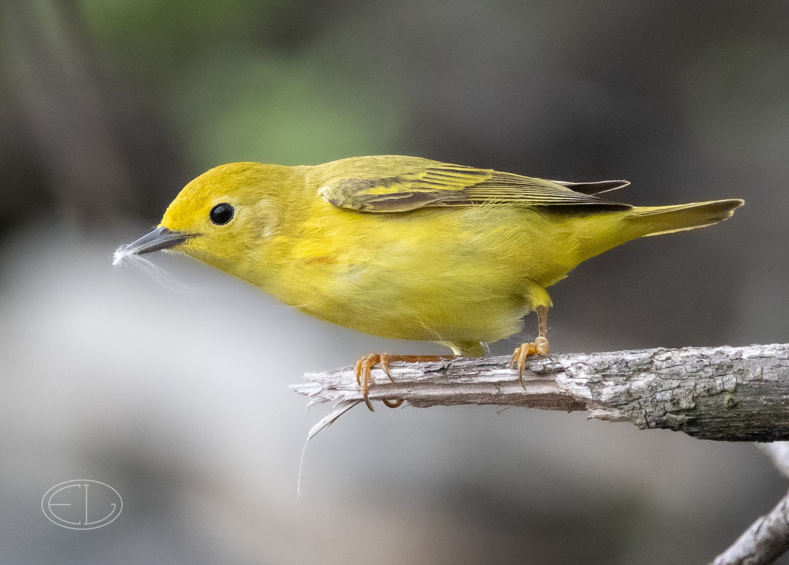 R7_D1210 Yellow Warbler.jpg