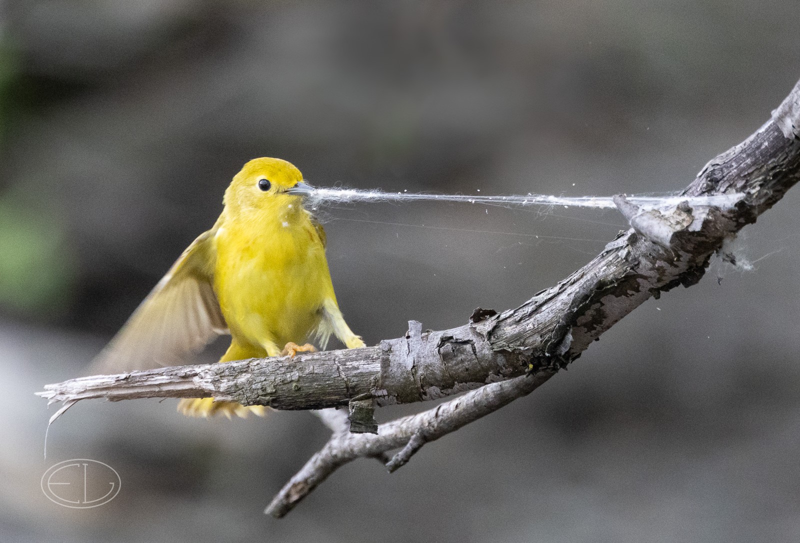 R7_D1245 Yellow Warbler.jpg