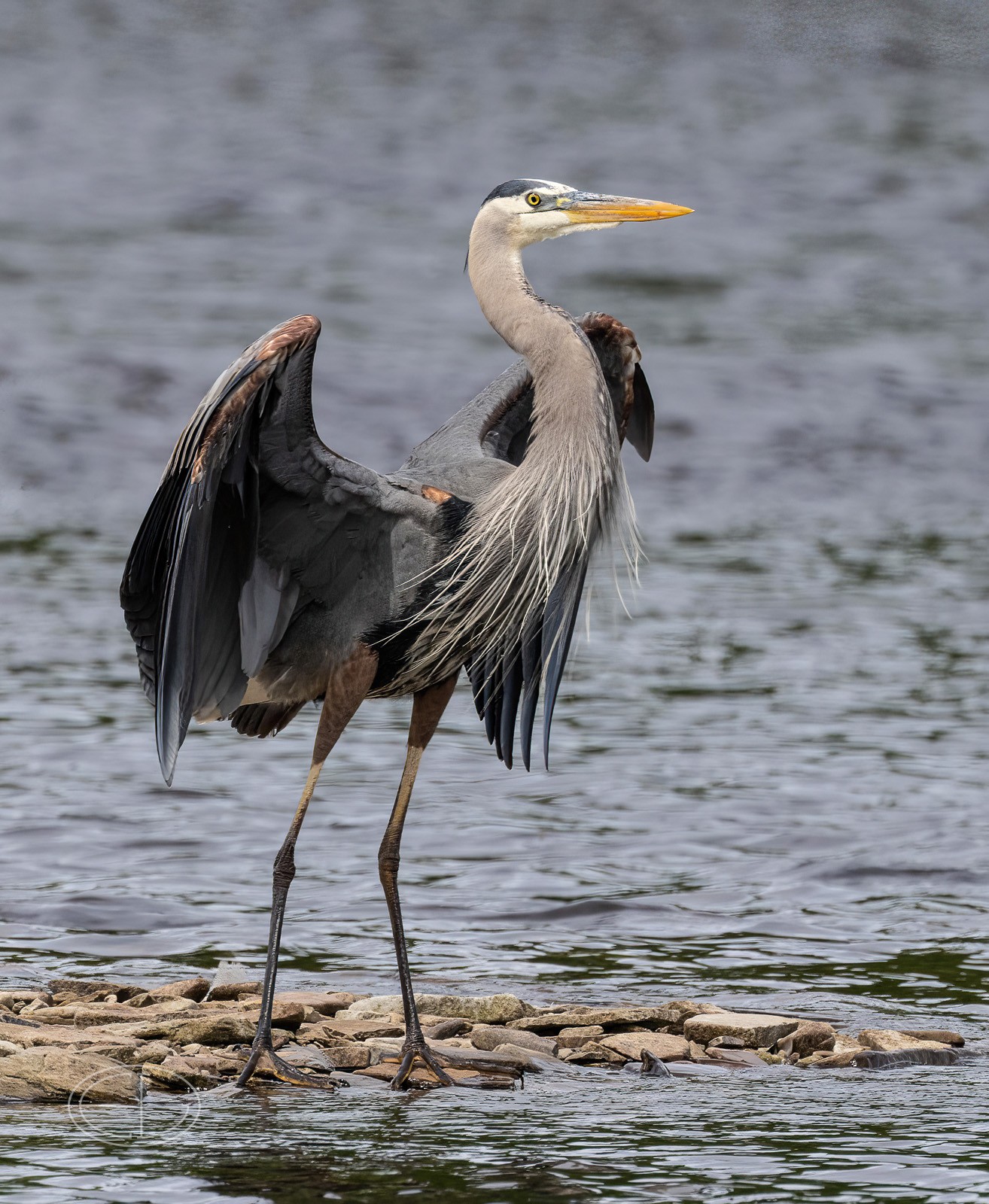 R7_D2011 Great Blue Heron-Edit.jpg