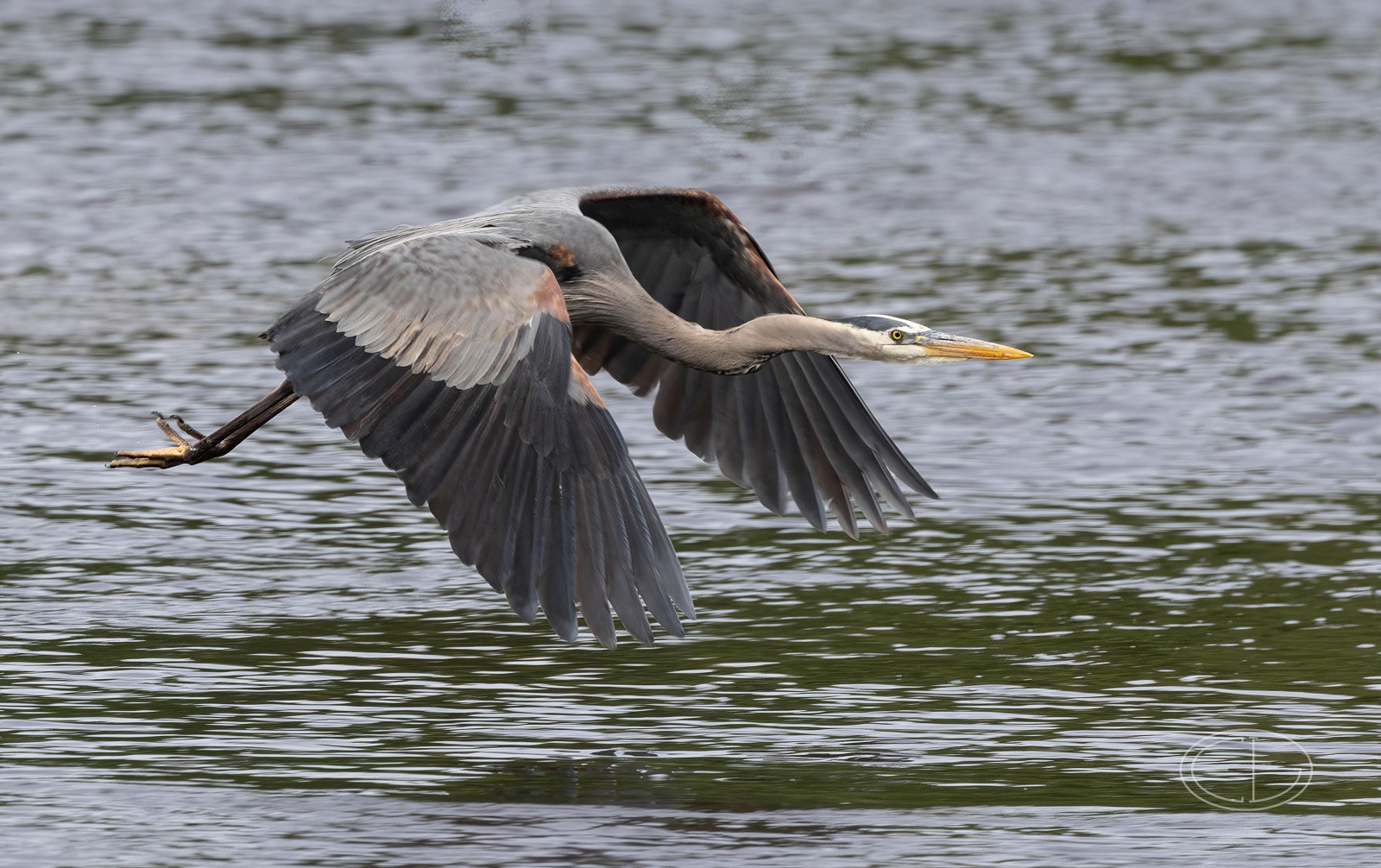 R7_D2069 Great Blue Heron.jpg