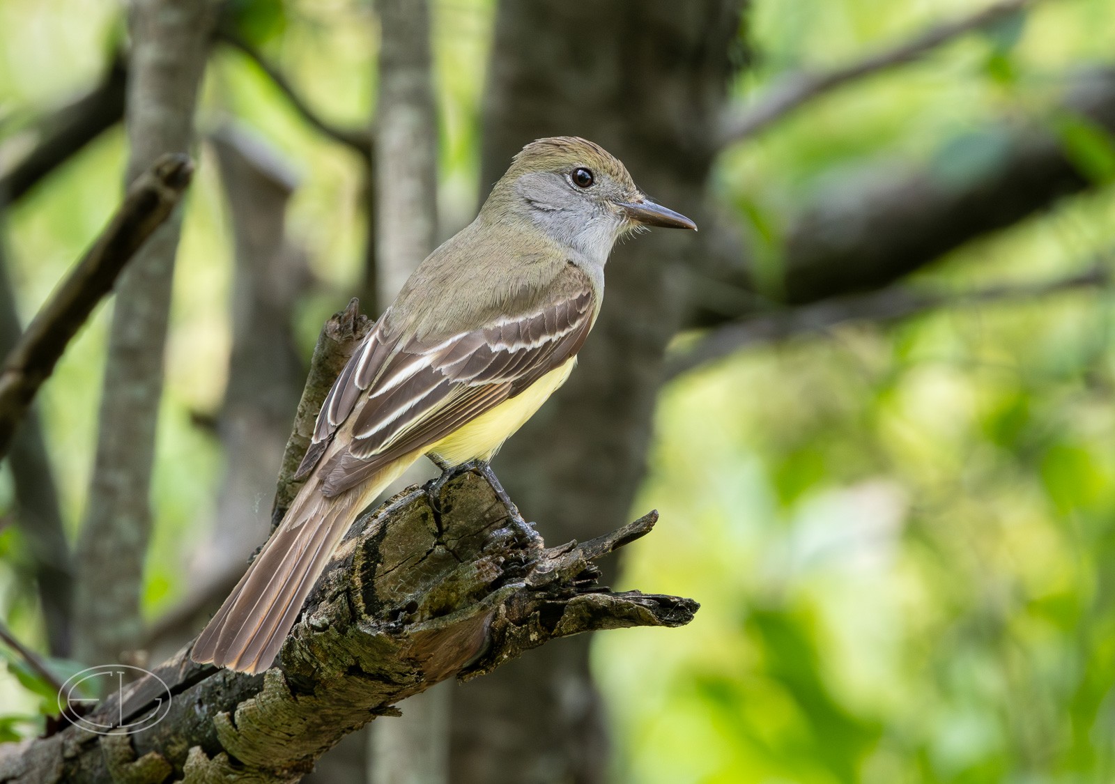 R7_D3912 Great Crested Flycatcher-Enhanced-NR.jpg