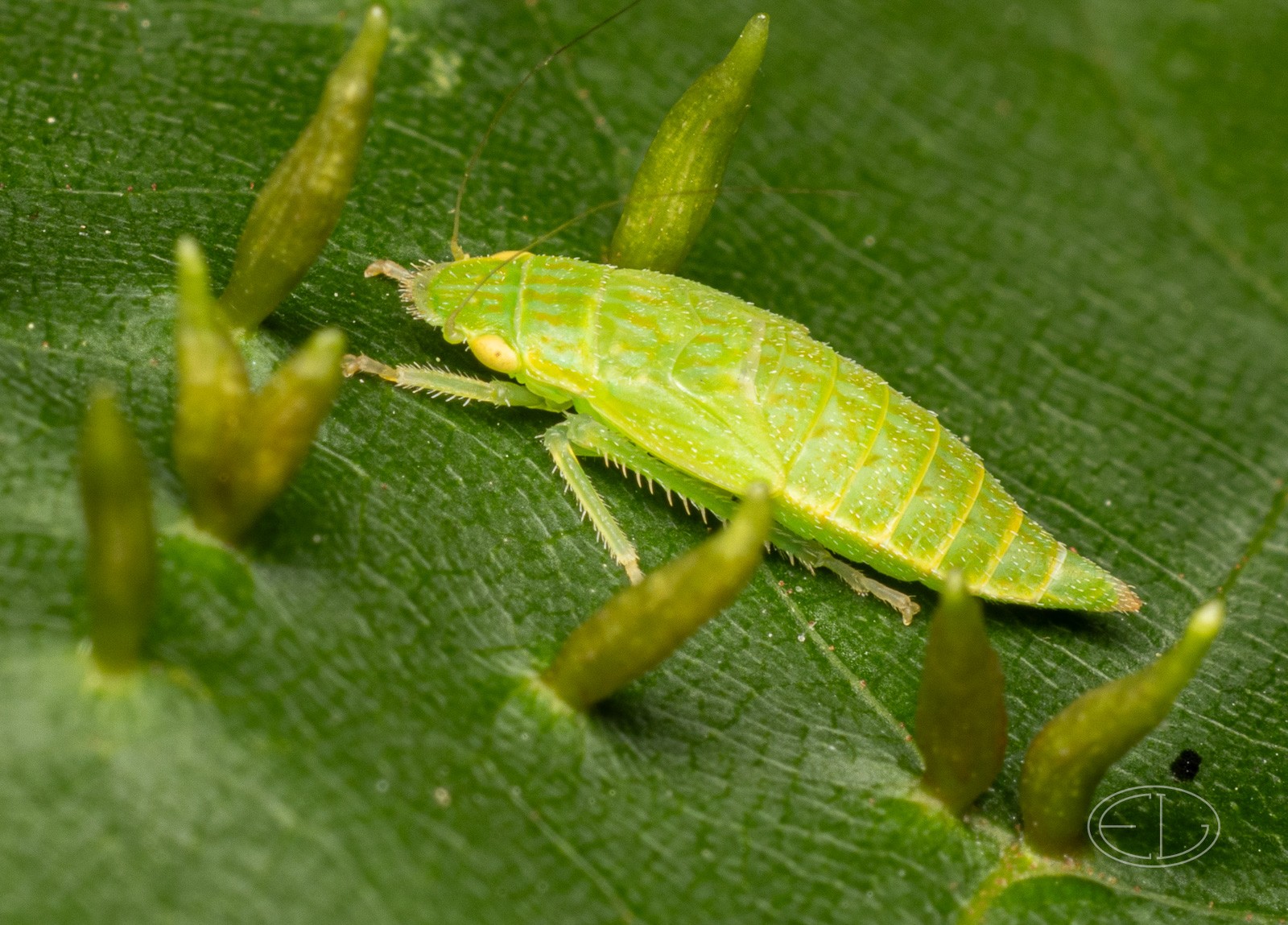 R7_D4411 Leafhopper nymph.jpg