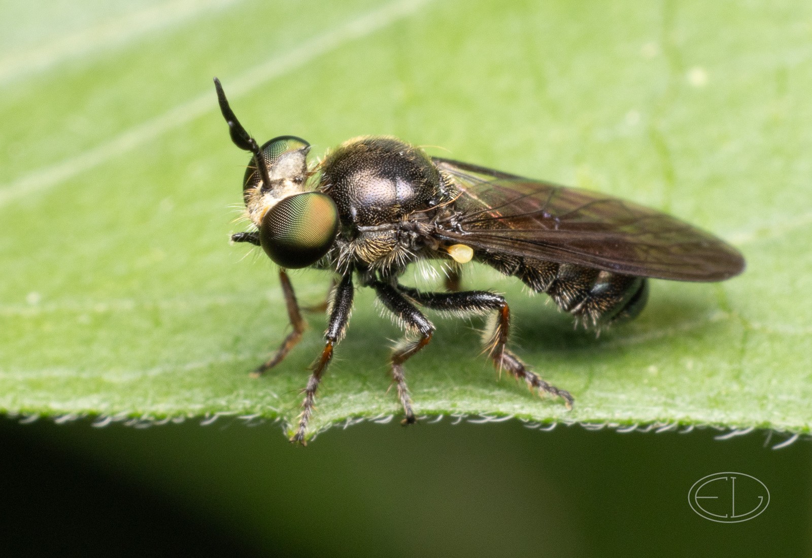 R7_D4668 White-faced Micropanther, a robber fly, Cerotainia sp.jpg