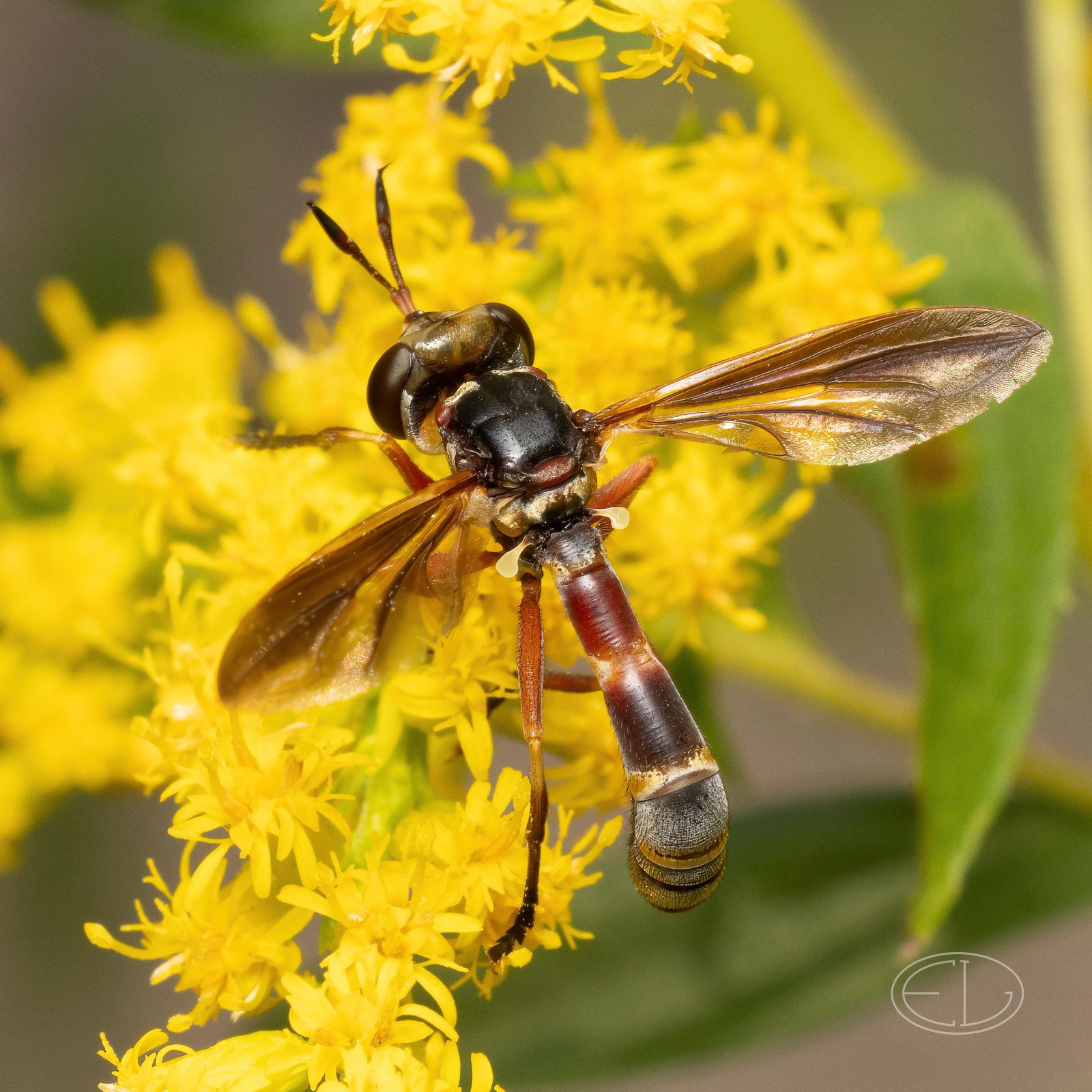 R7_D5583 Fly, Physoconops sp-Edit.jpg