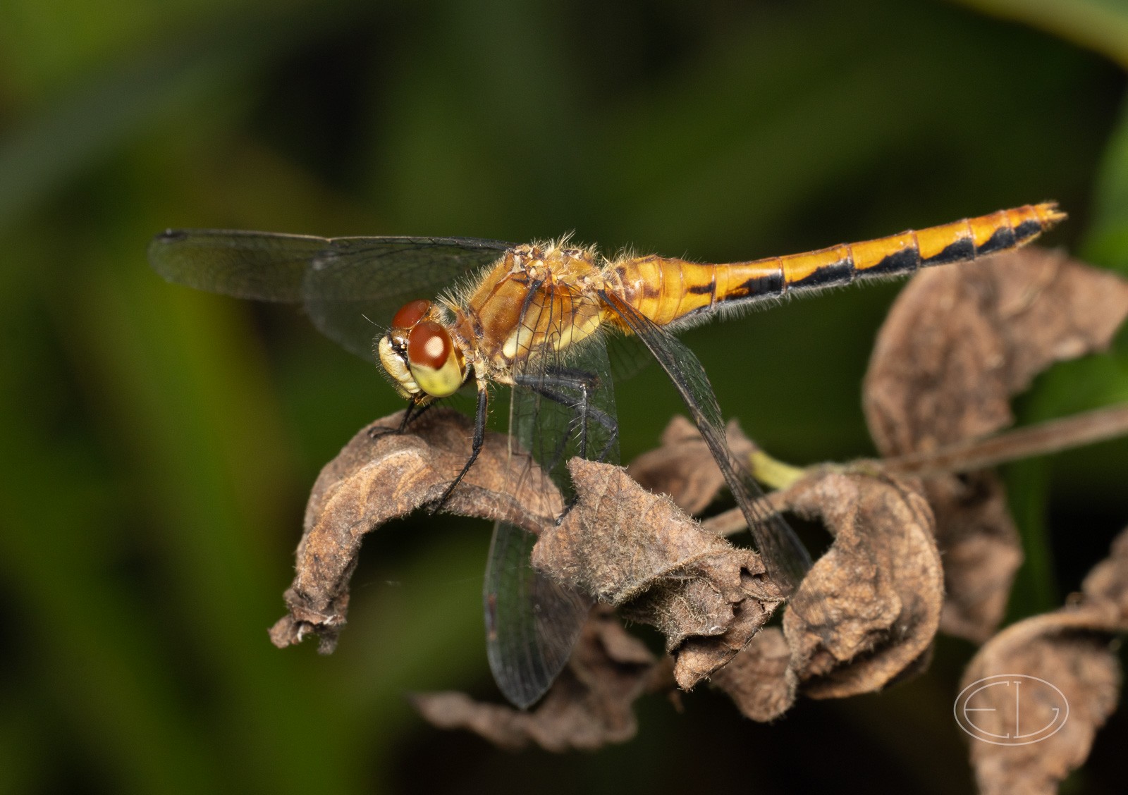 R7_D5640 Dragonfly.jpg