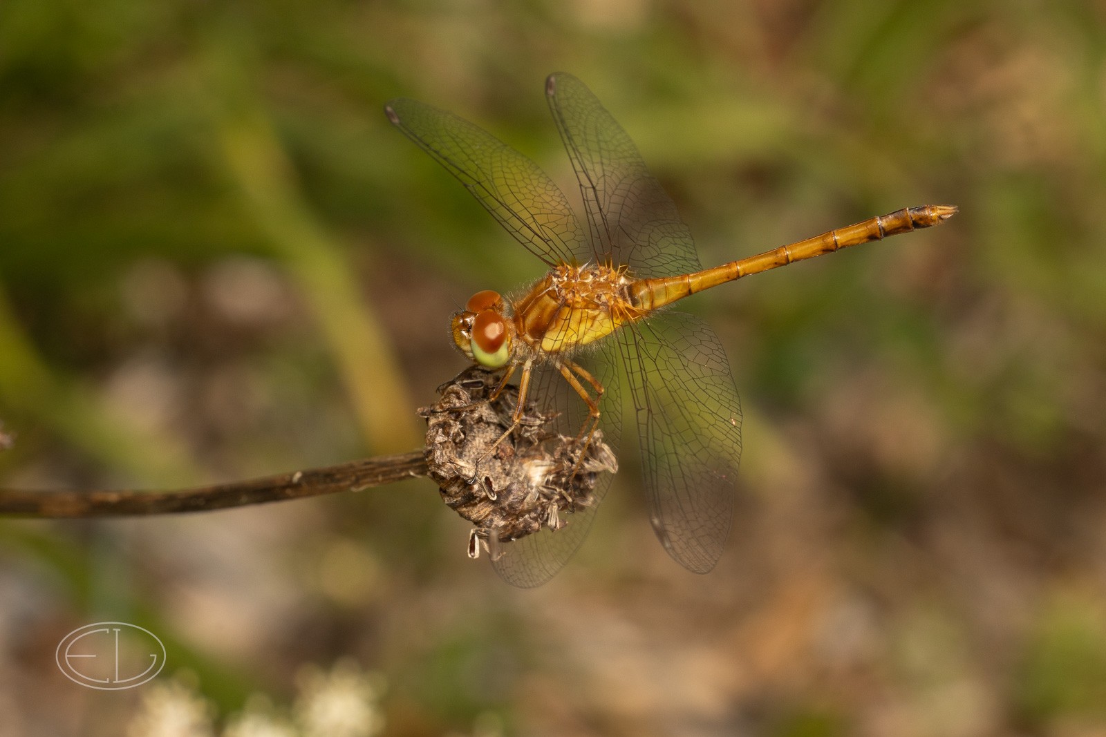 R7_D6112 Dragonfly.jpg