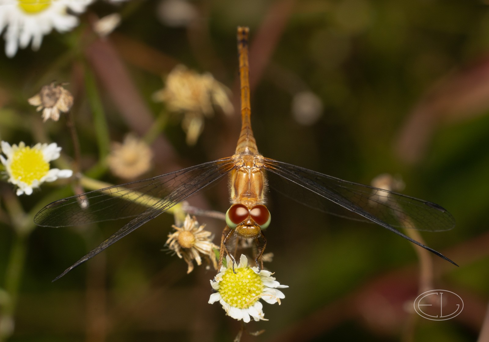 R7_D6153 Dragonfly.jpg