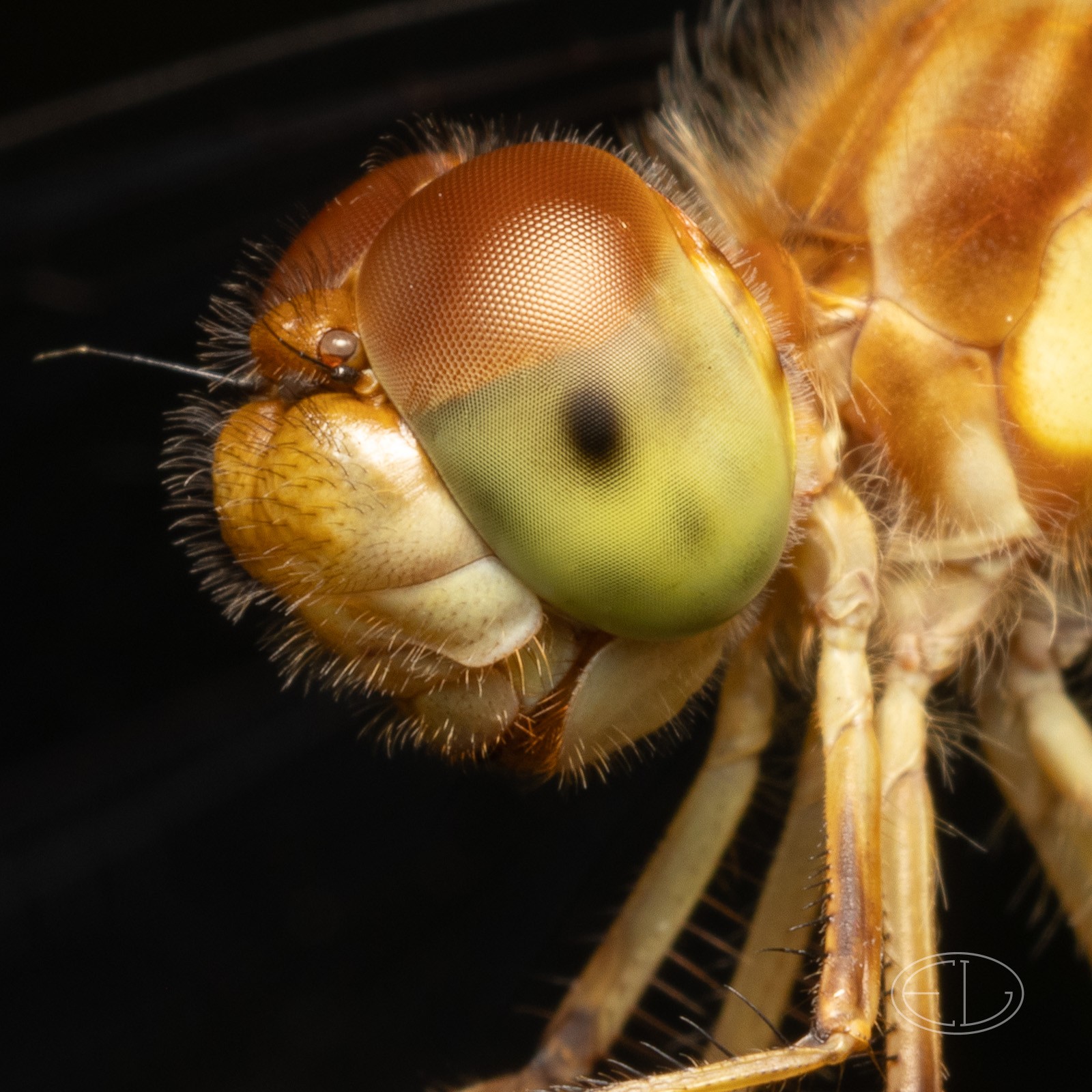 R7_D6159 Dragonfly.jpg