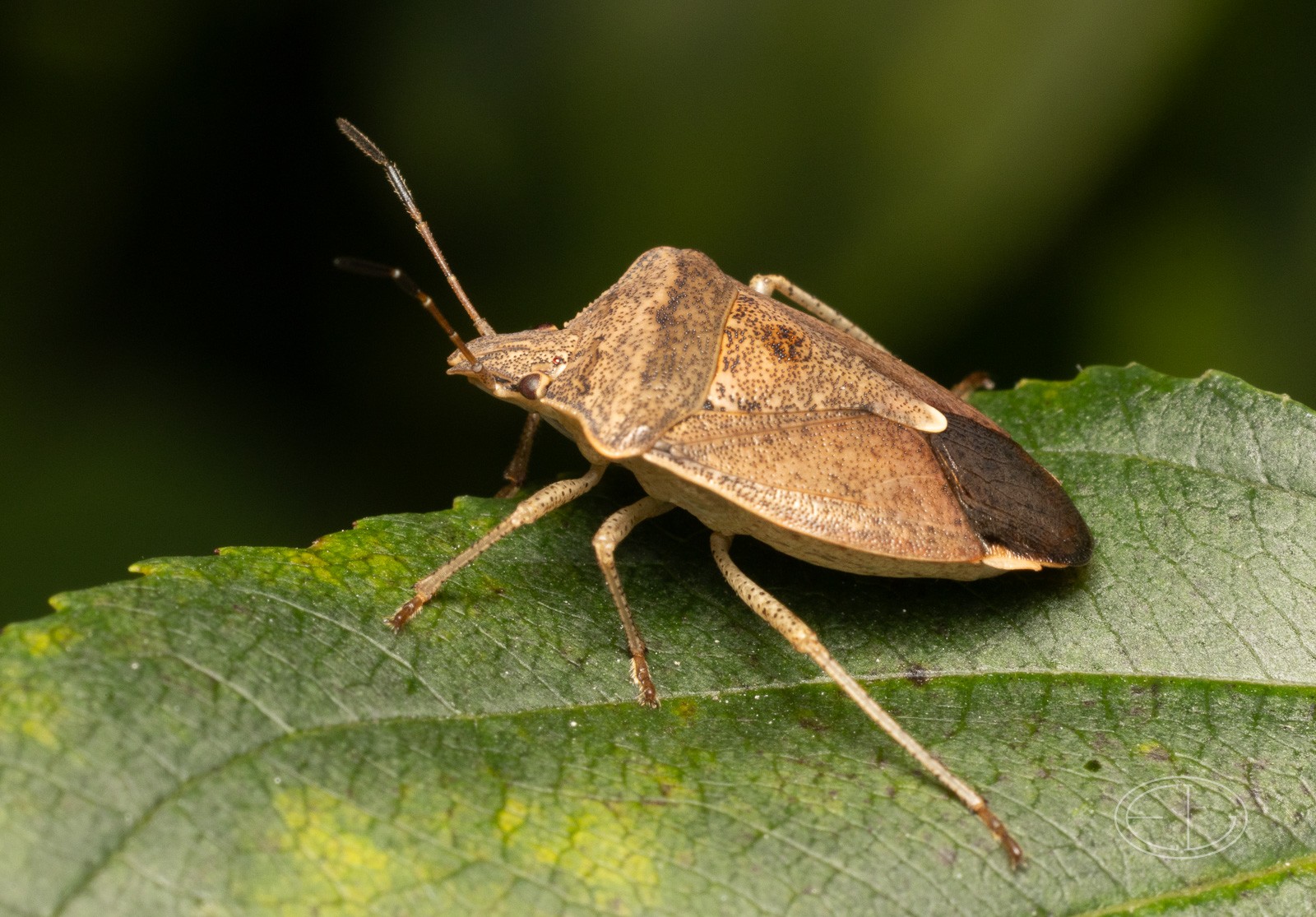 R7_D6318 Shield Bug.jpg