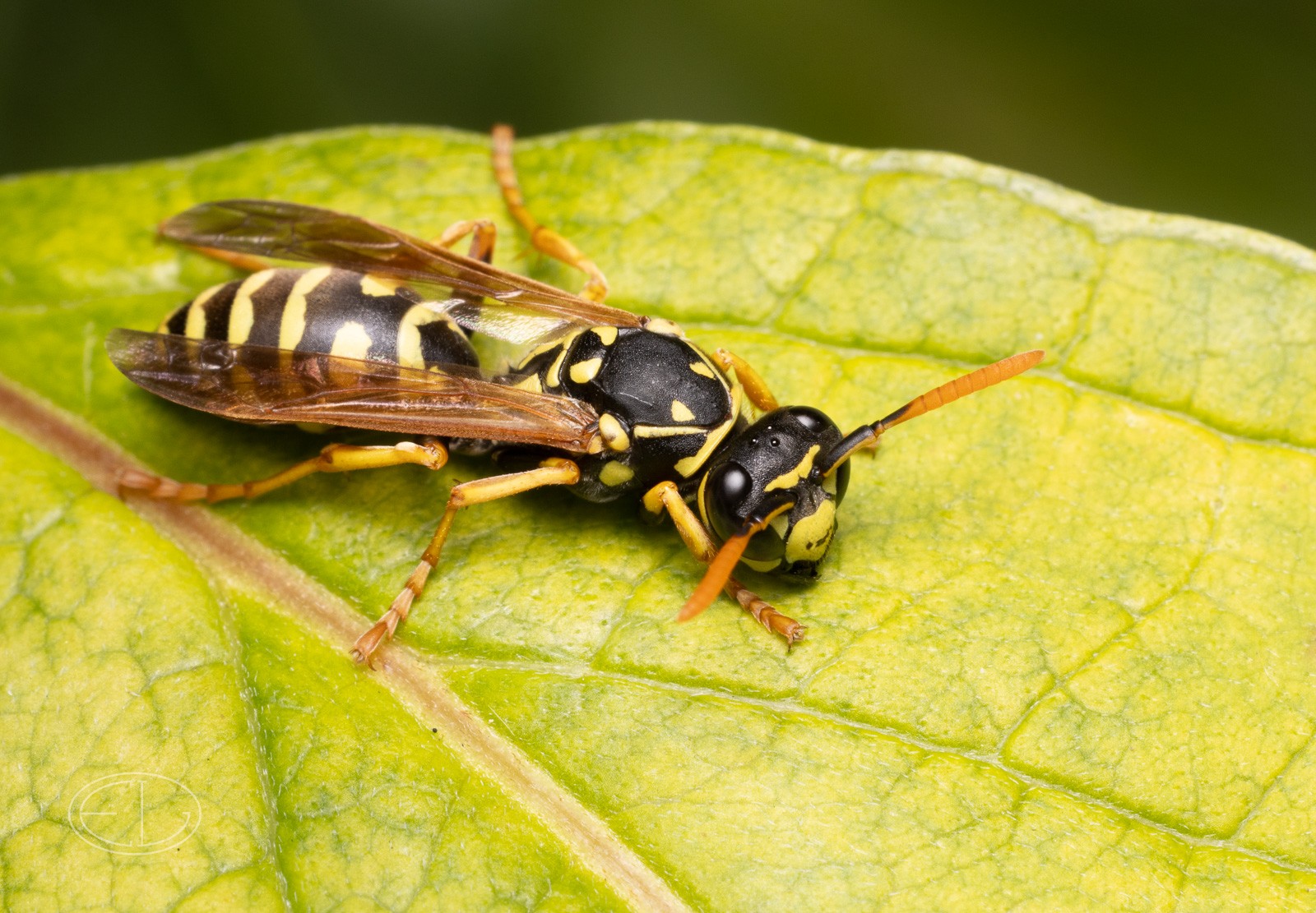 R7_D6336 European Paper Wasp.jpg