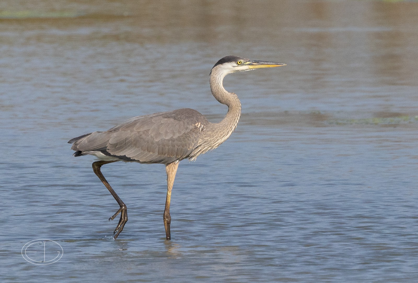 R7_D6374 Great Blue Heron.jpg