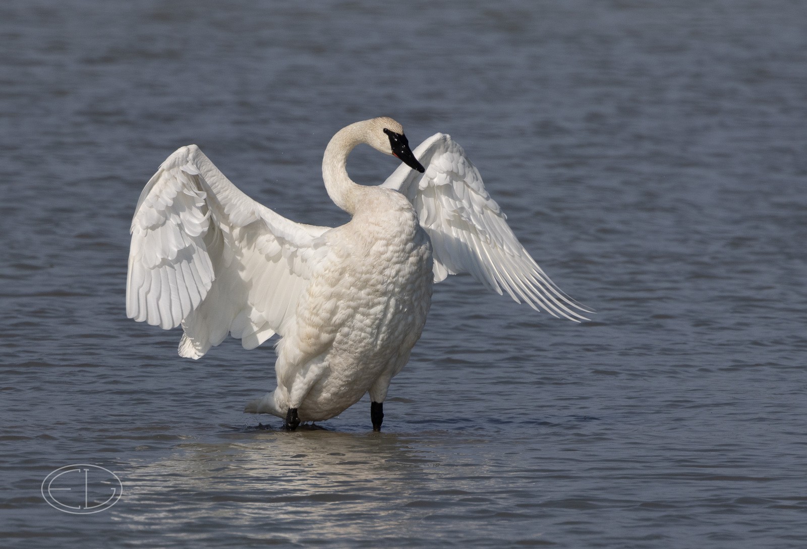 R7_D6652 Trumpeter Swan.jpg