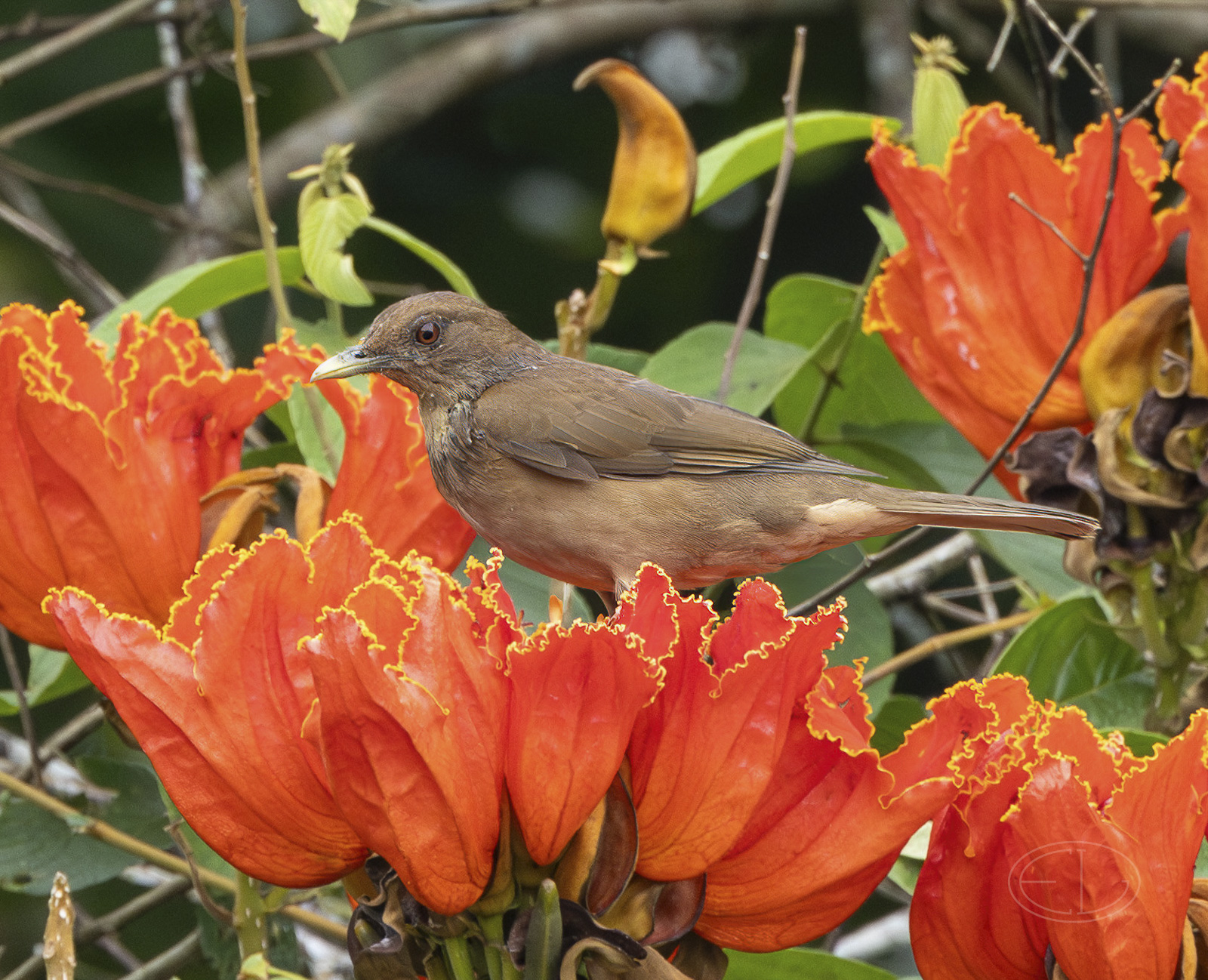 R7_D9800 Clay-colored Thrush-Enhanced-NR-Edit.jpg