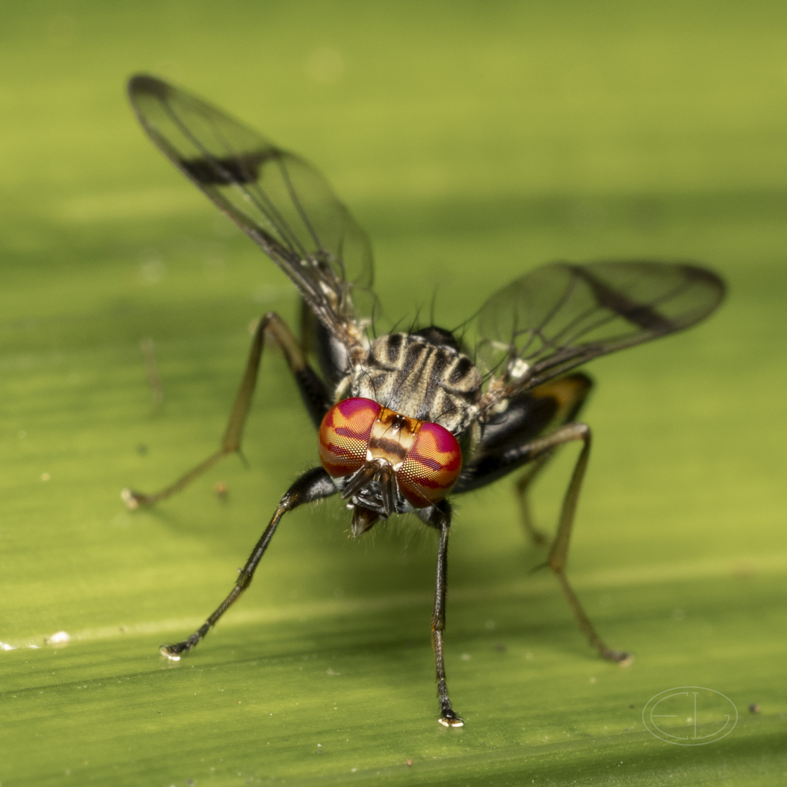 R7_D9930 Euxesta pacifica fly.jpg