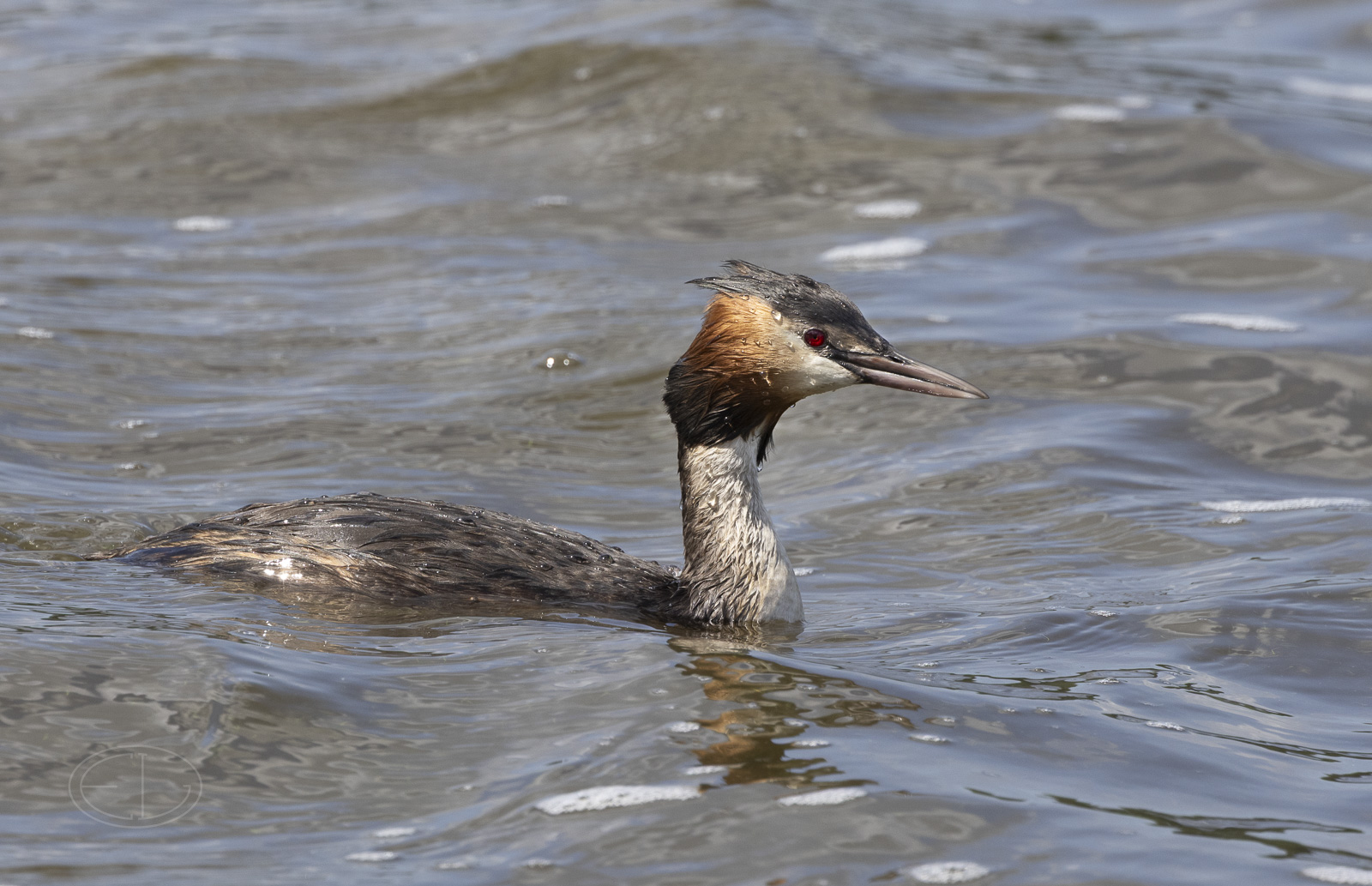R7_E4691 Great Crested Grebe (Grote Kuifduiker).jpg