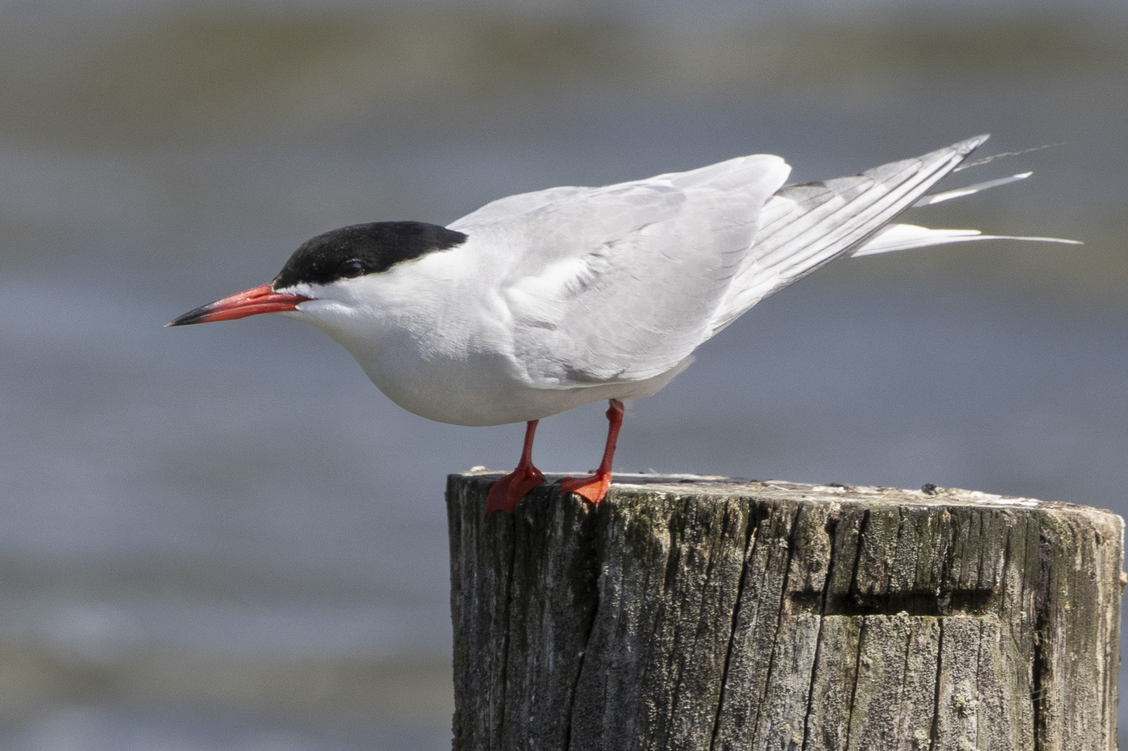 R7_E4731 Common Tern (visdief).jpg