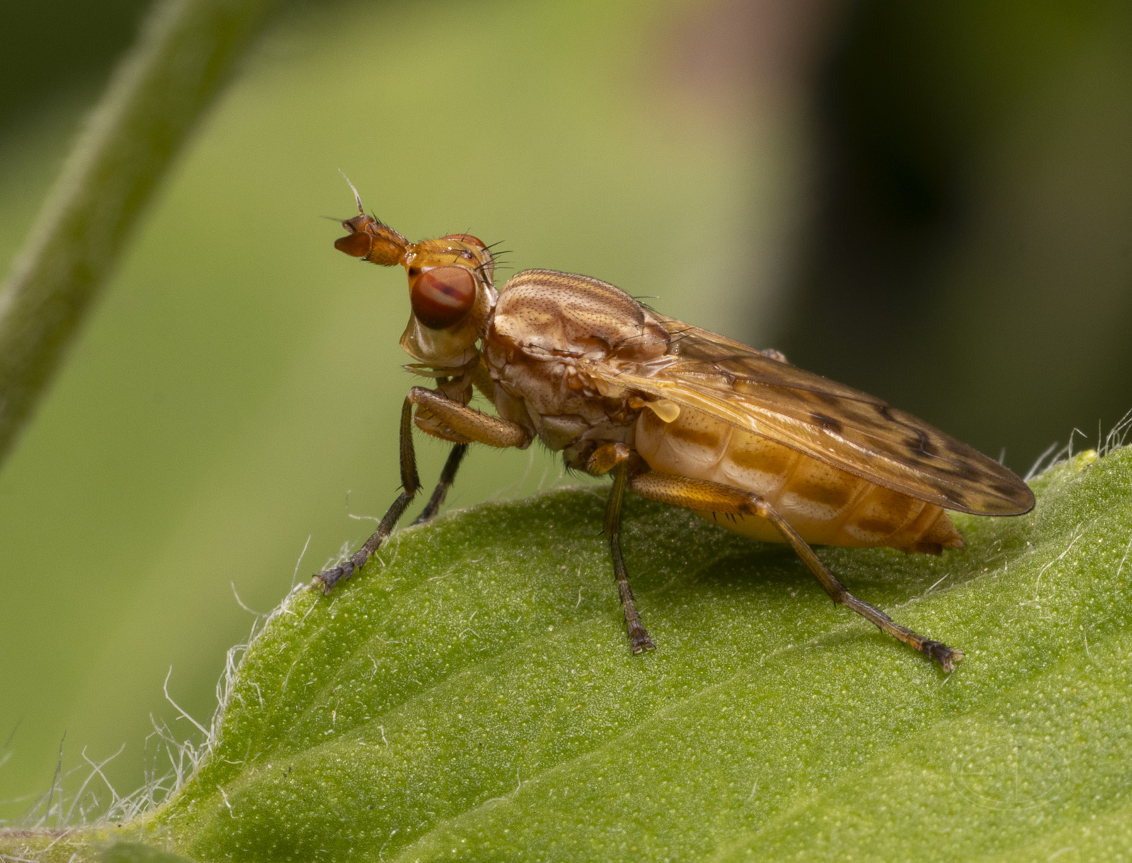 R7_E7215 Marsh Fly.jpg