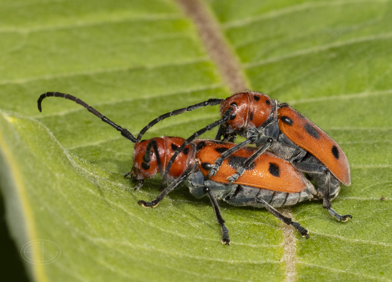 R7_E7354 Milkweed Beetles.jpg