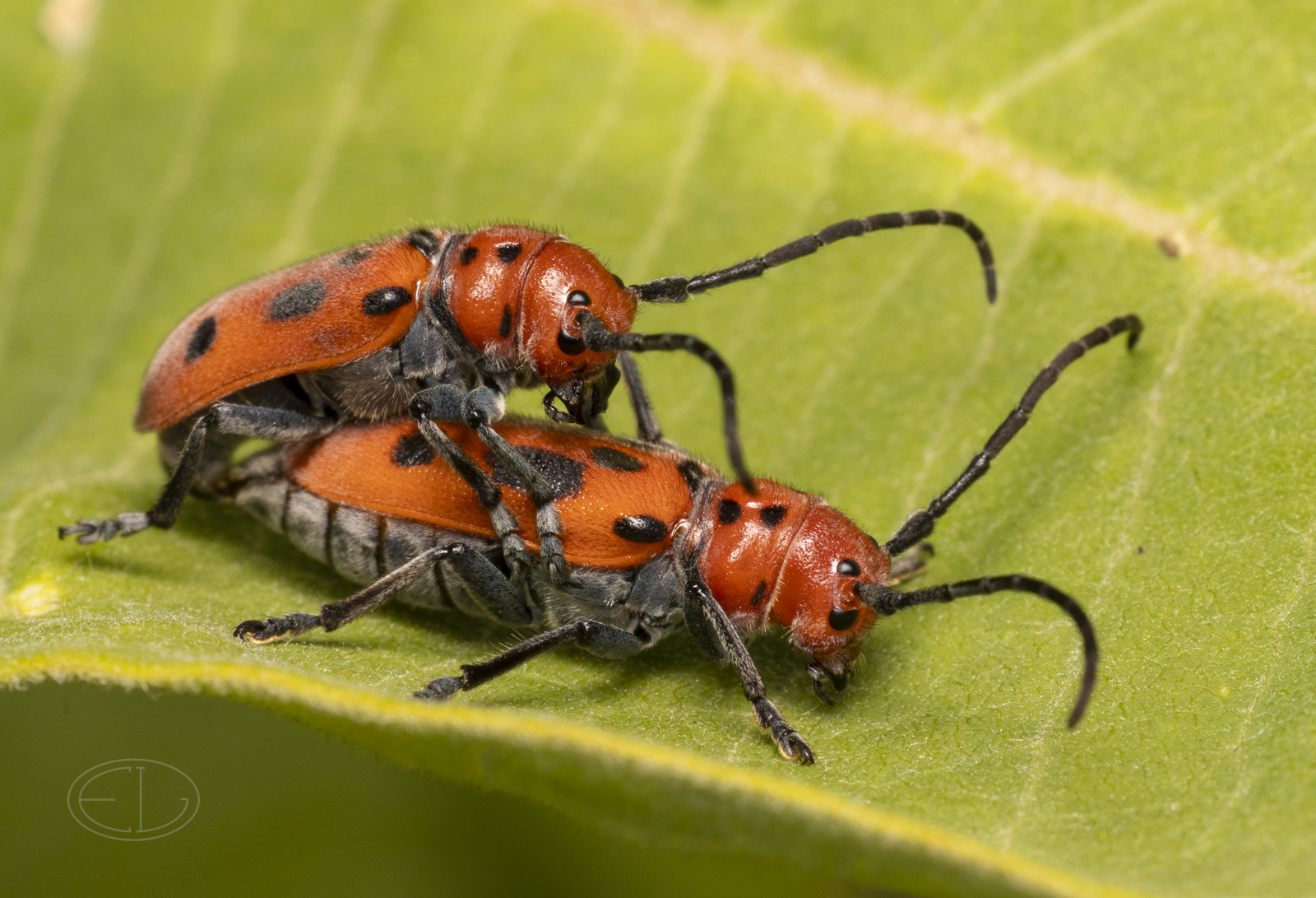 R7_E7361 Milkweed Beetles.jpg