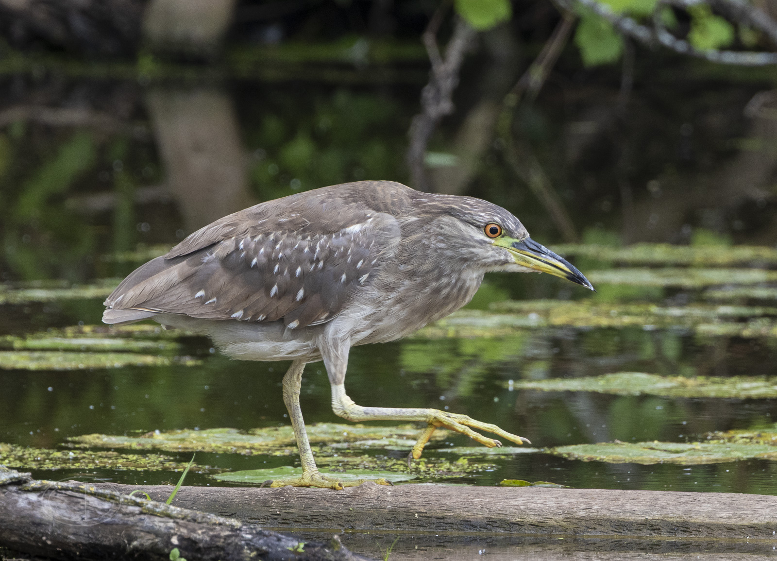 R7_E7781 Black-crowned Night Heron juvi.jpg