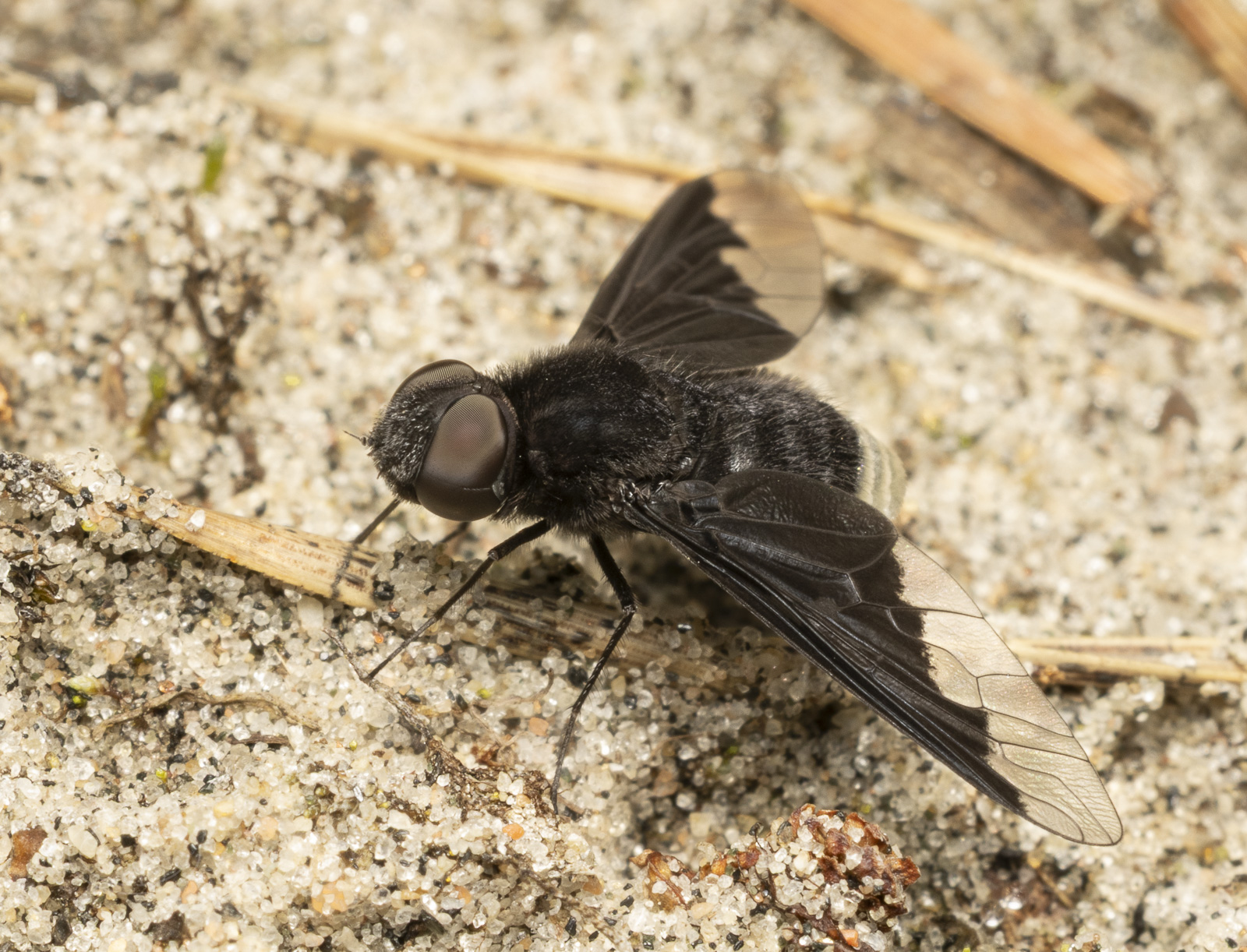 R7_E8209 Black-banded Bee Fly.jpg