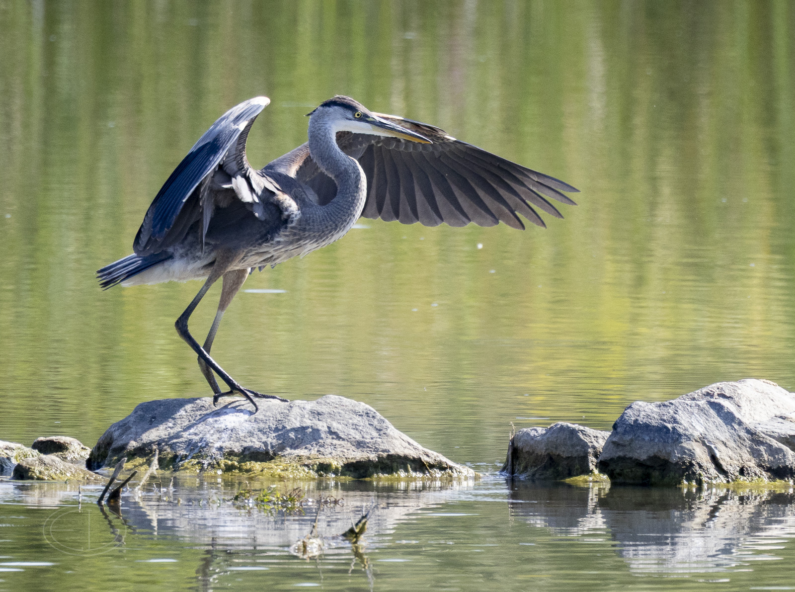 R7_E8927 Great Blue Heron.jpg