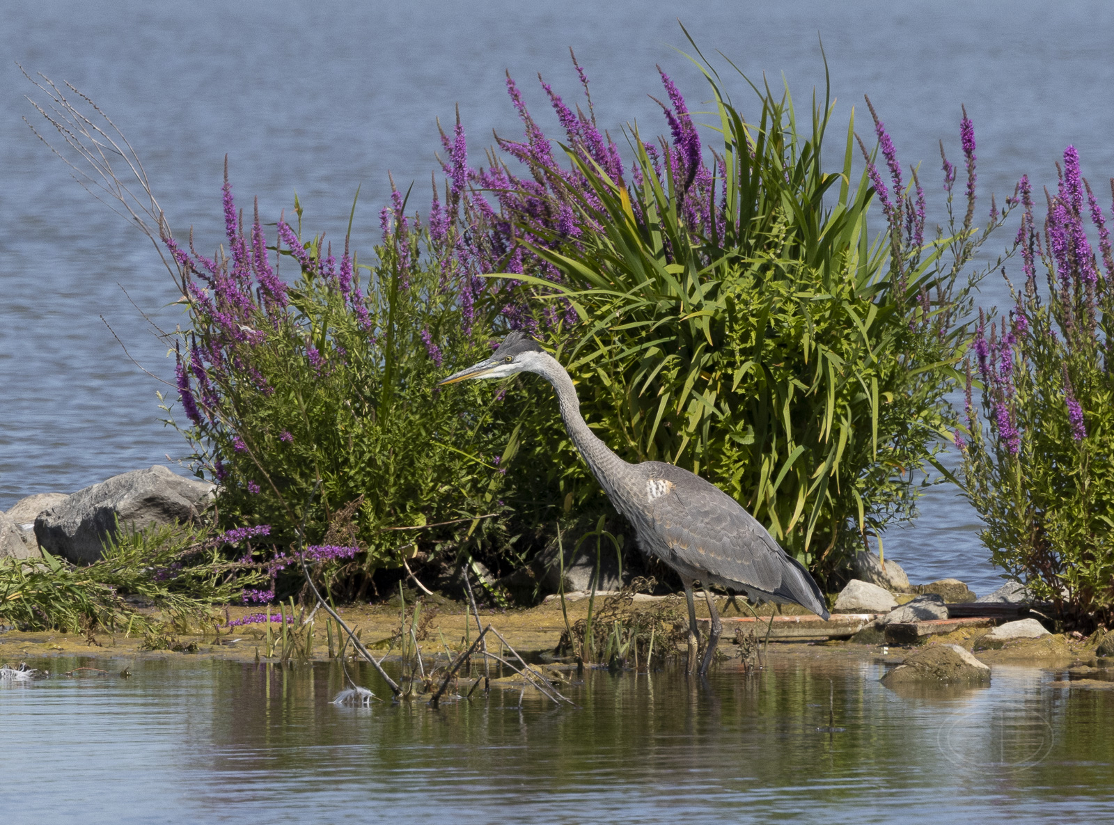 R7_E9011 Great Blue Heron.jpg