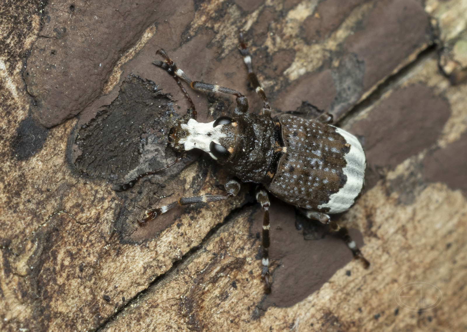 R7_E9169 Fungus Weevil.jpg